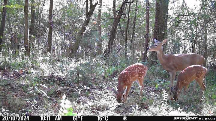 E Burt Loop Road, Crystal Springs, Mississippi image 9