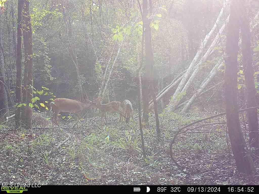 00 Tanyard Rd, Crystal Springs, Mississippi image 9