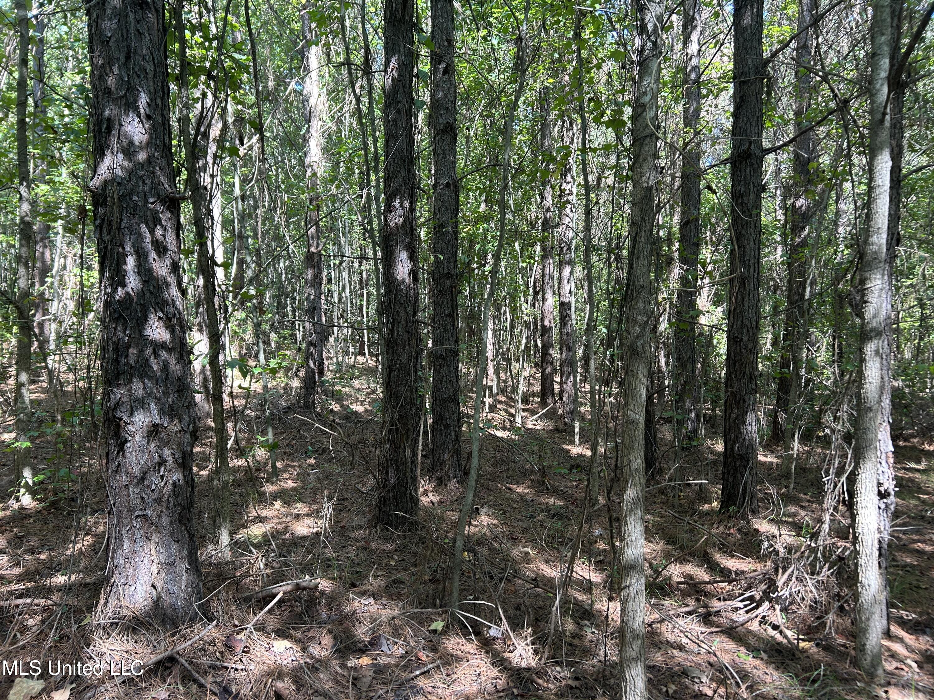 Hunter Creek Road, Oakland, Mississippi image 35