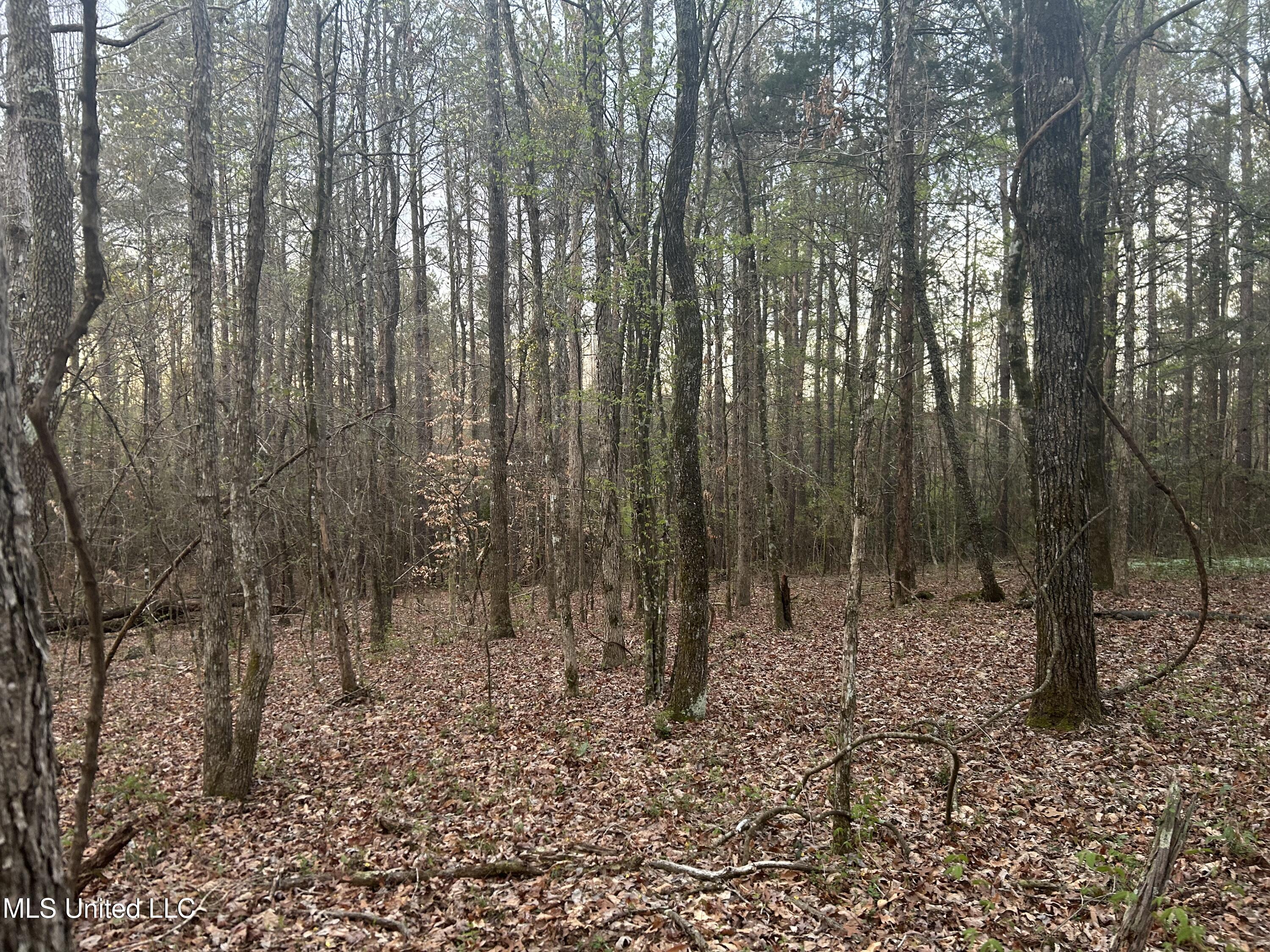 County Road 270, Union, Mississippi image 23