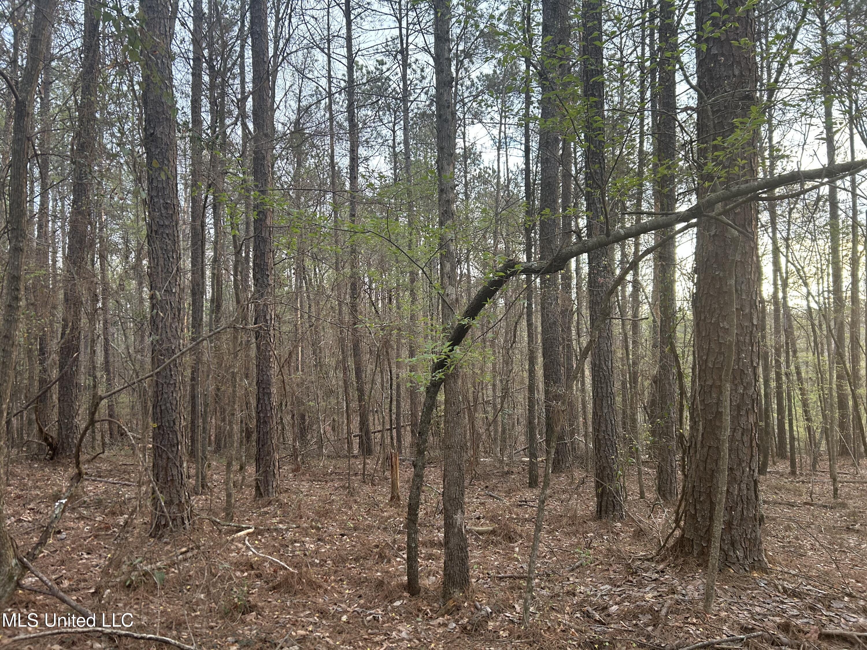 County Road 270, Union, Mississippi image 34