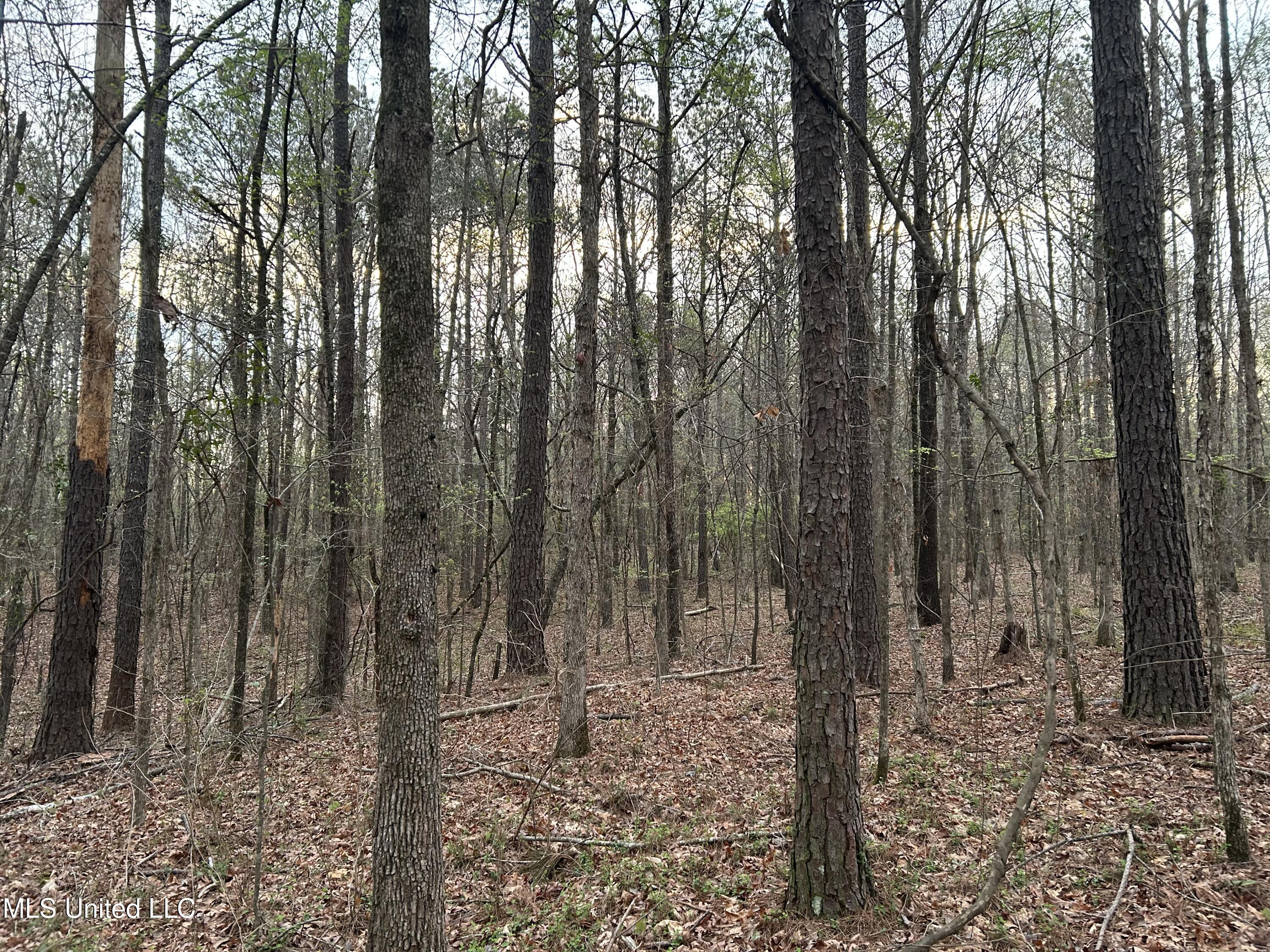 County Road 270, Union, Mississippi image 3