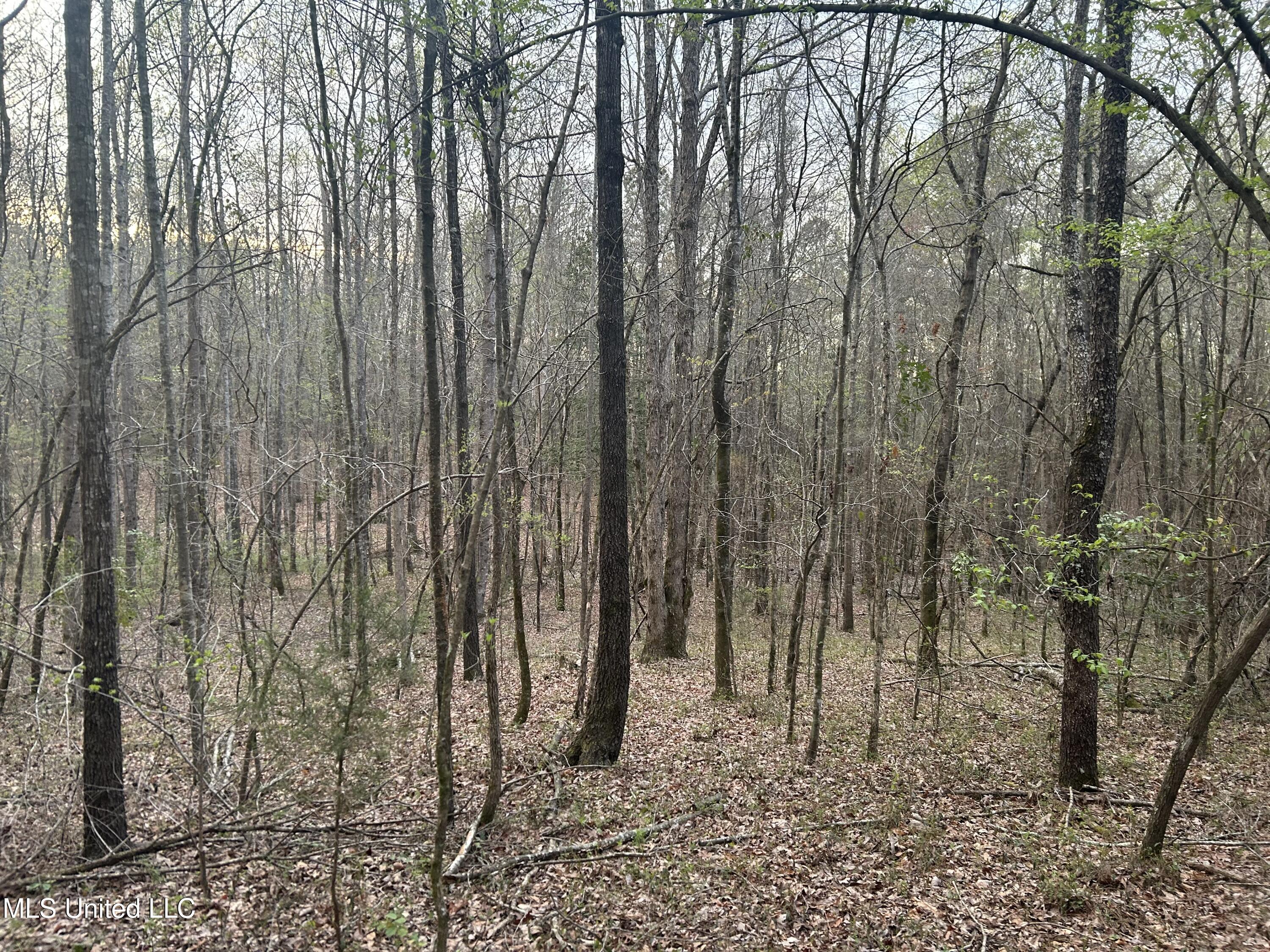 County Road 270, Union, Mississippi image 12