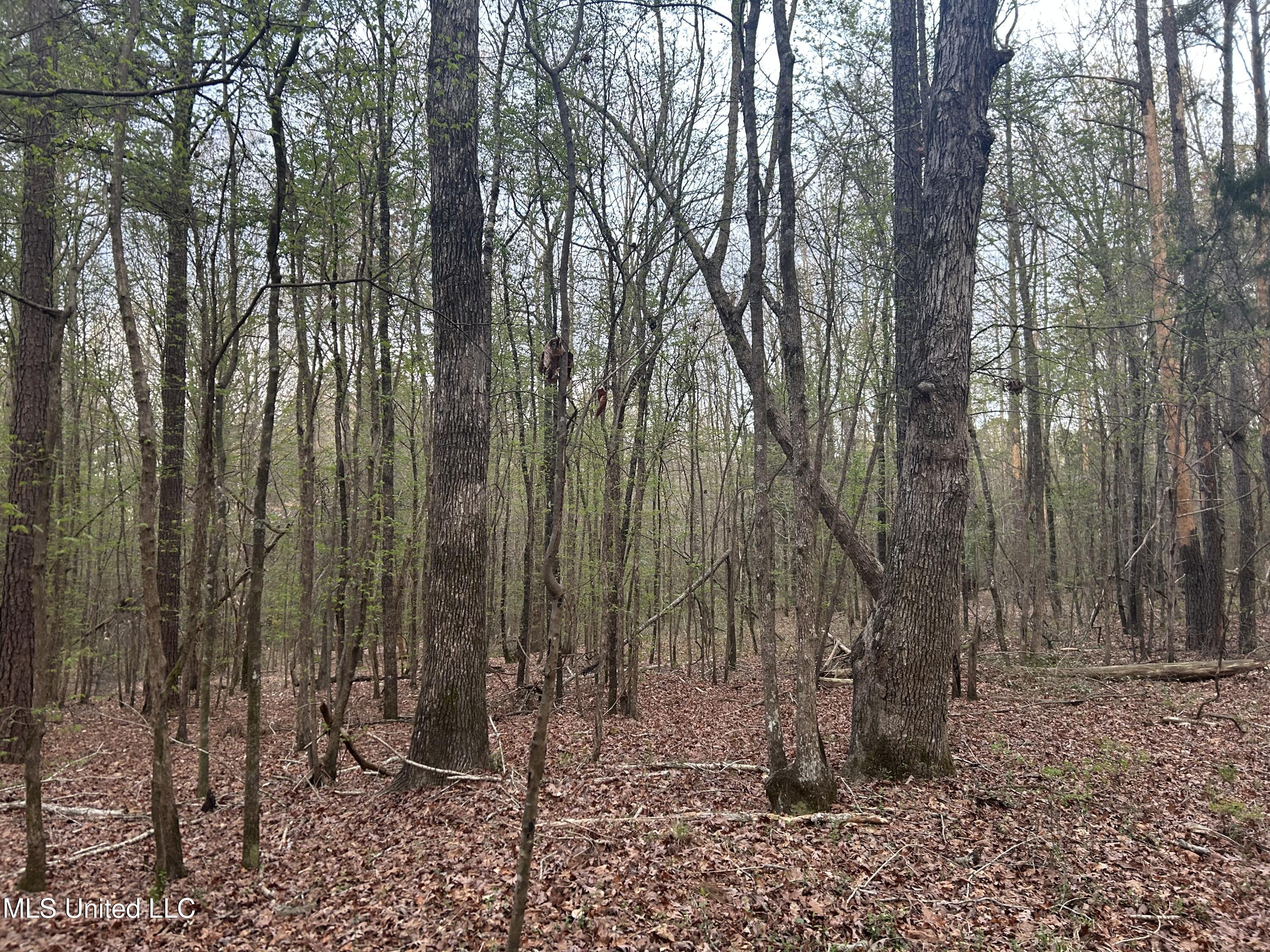 County Road 270, Union, Mississippi image 18
