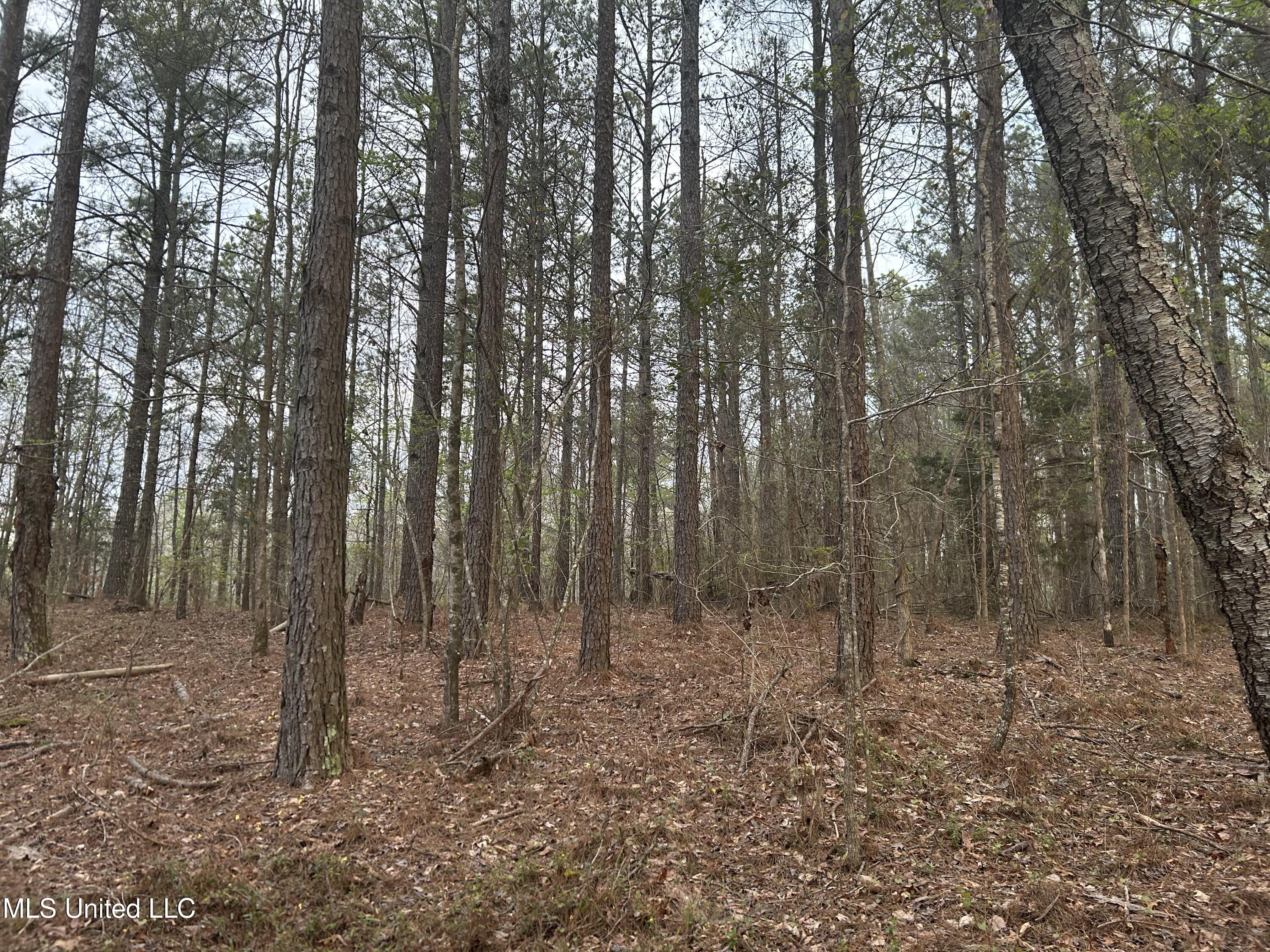 County Road 270, Union, Mississippi image 32