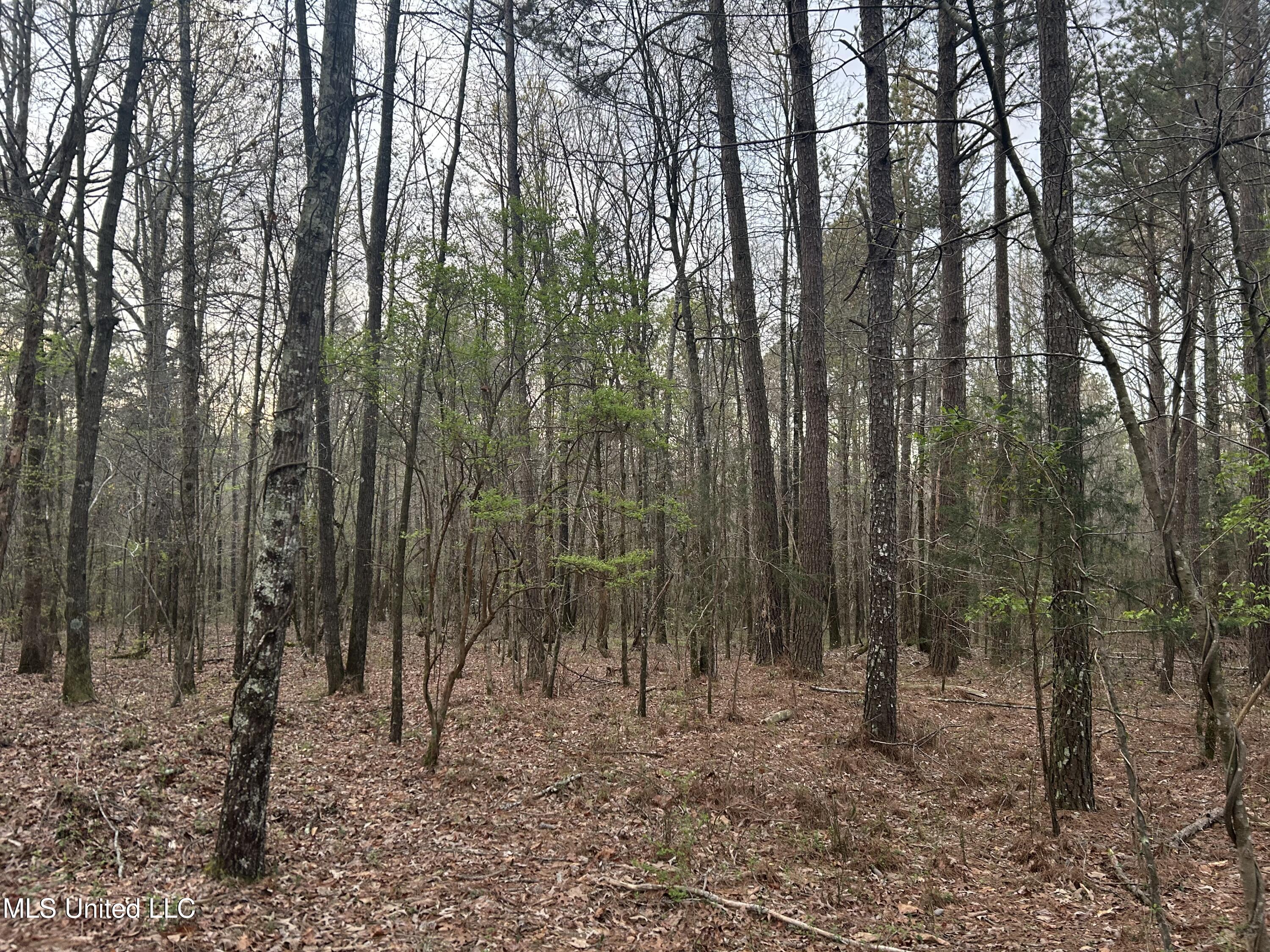 County Road 270, Union, Mississippi image 10