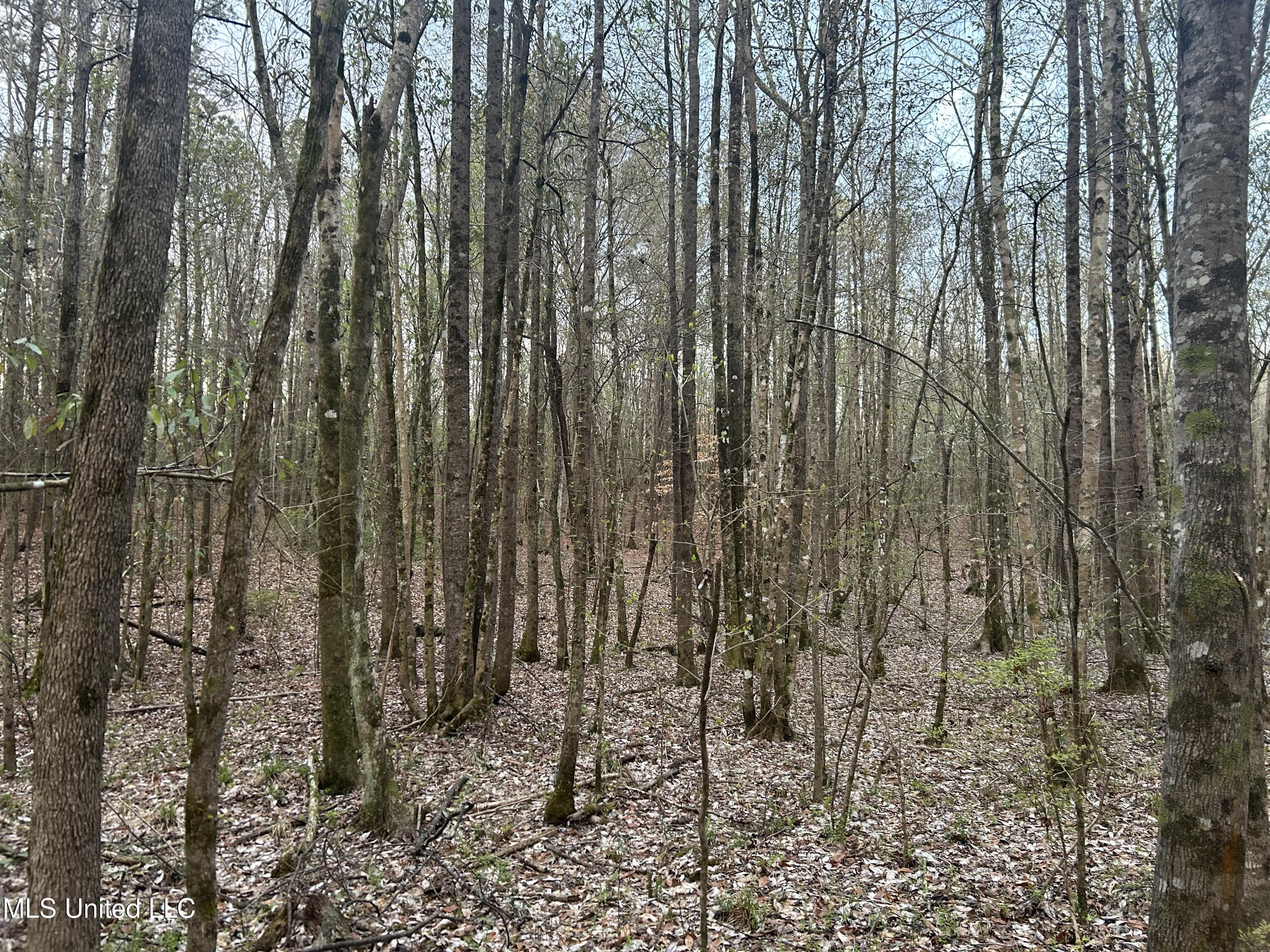 County Road 270, Union, Mississippi image 13