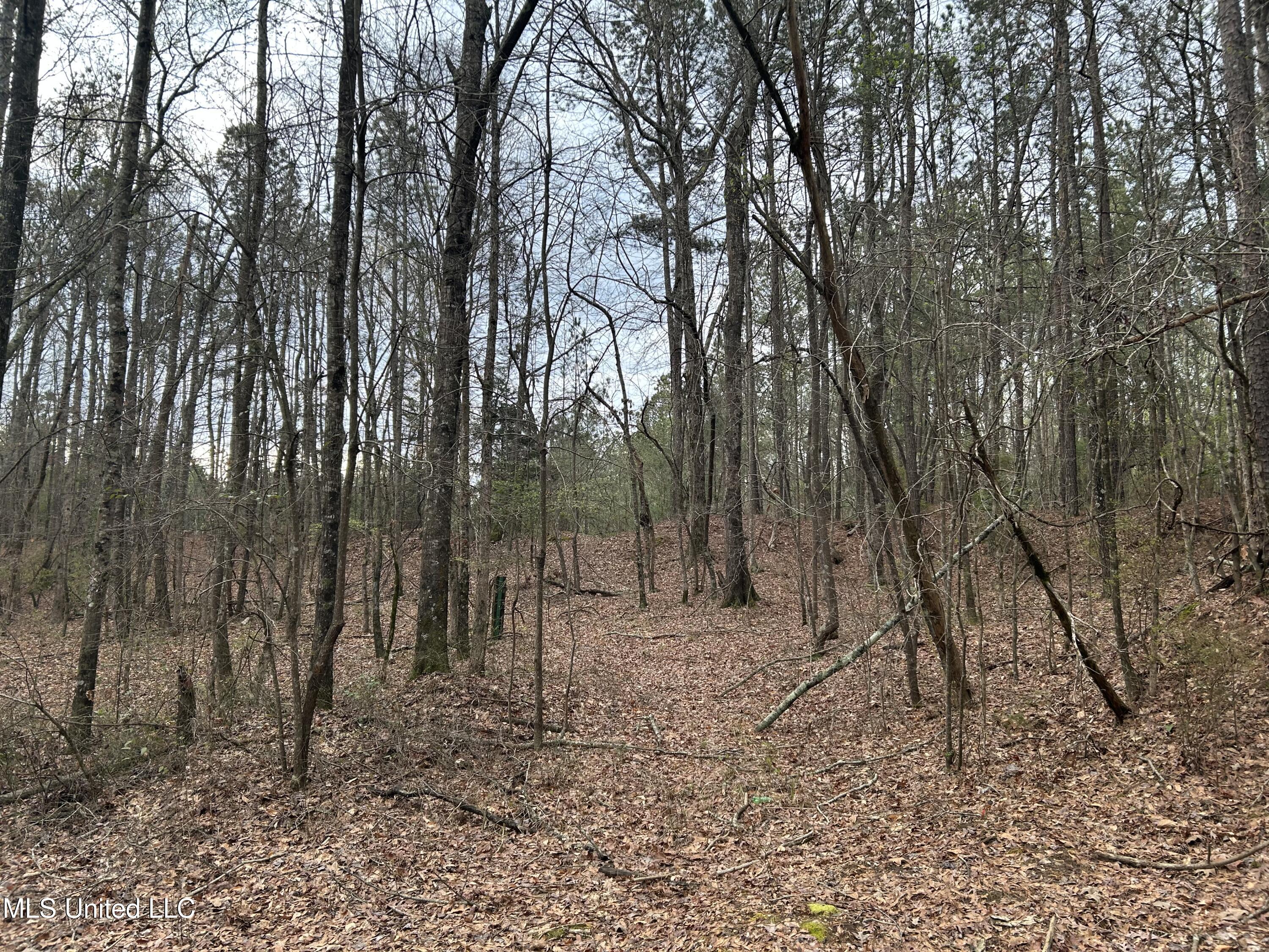 County Road 270, Union, Mississippi image 45
