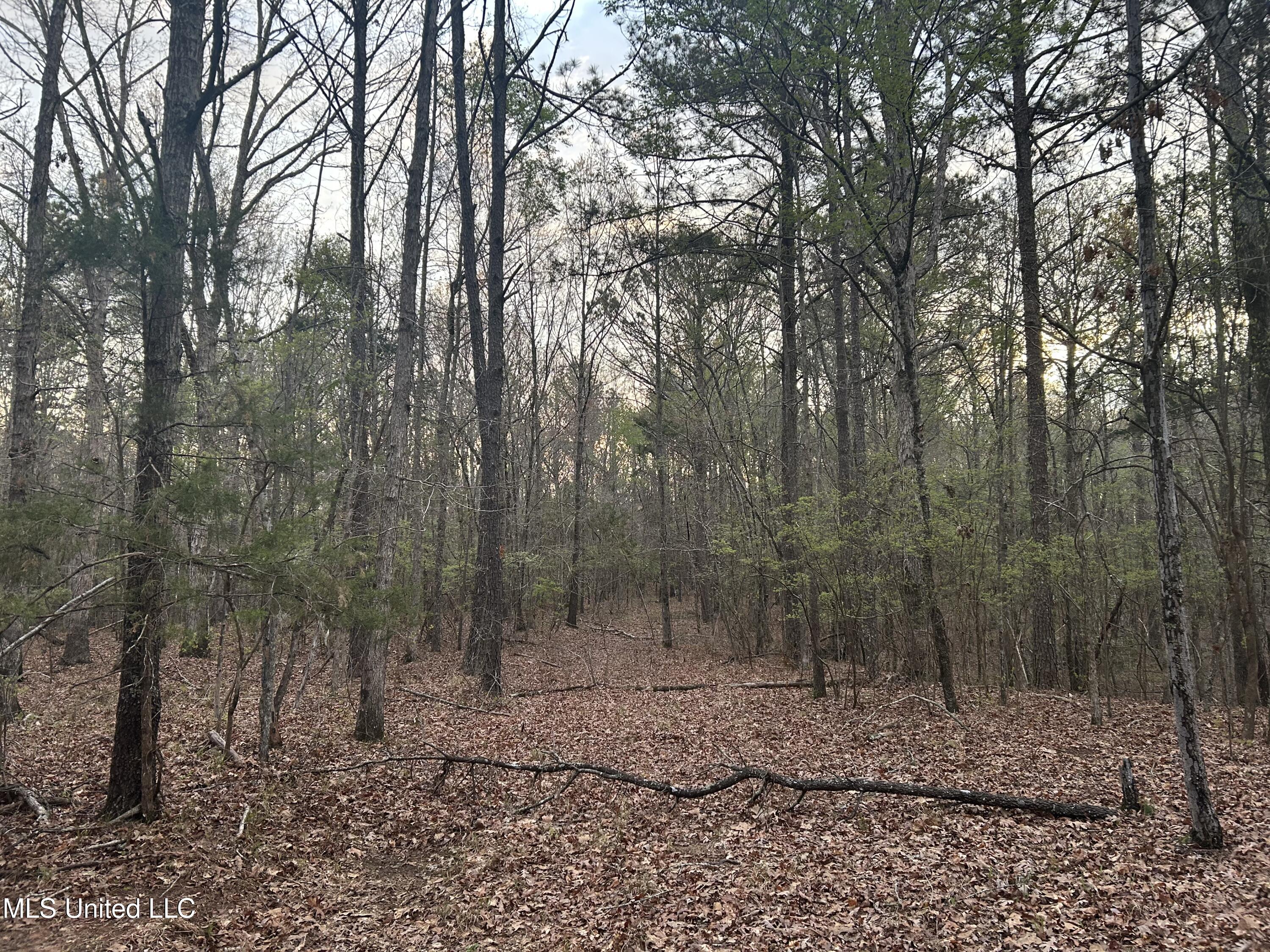 County Road 270, Union, Mississippi image 7