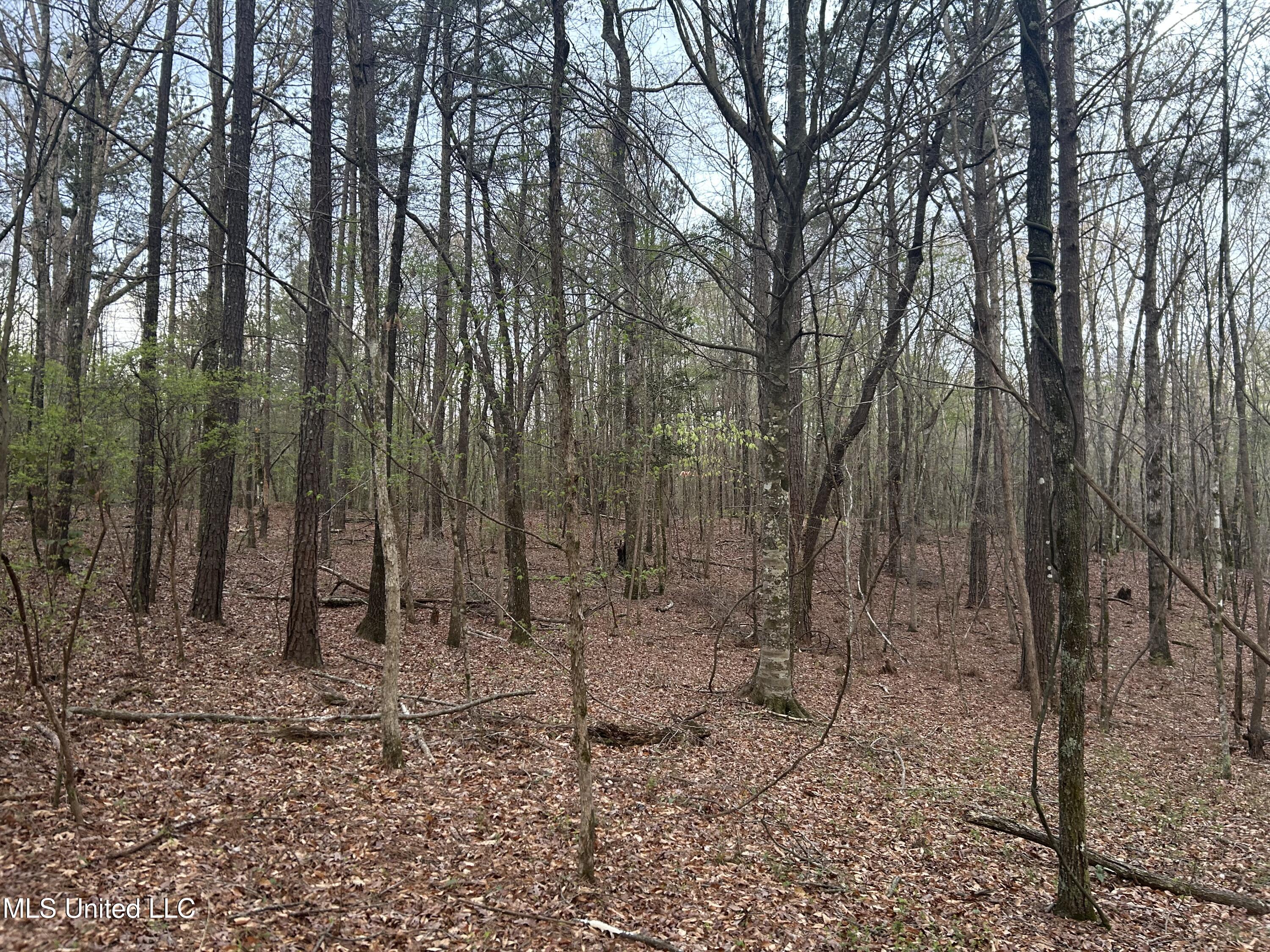 County Road 270, Union, Mississippi image 15