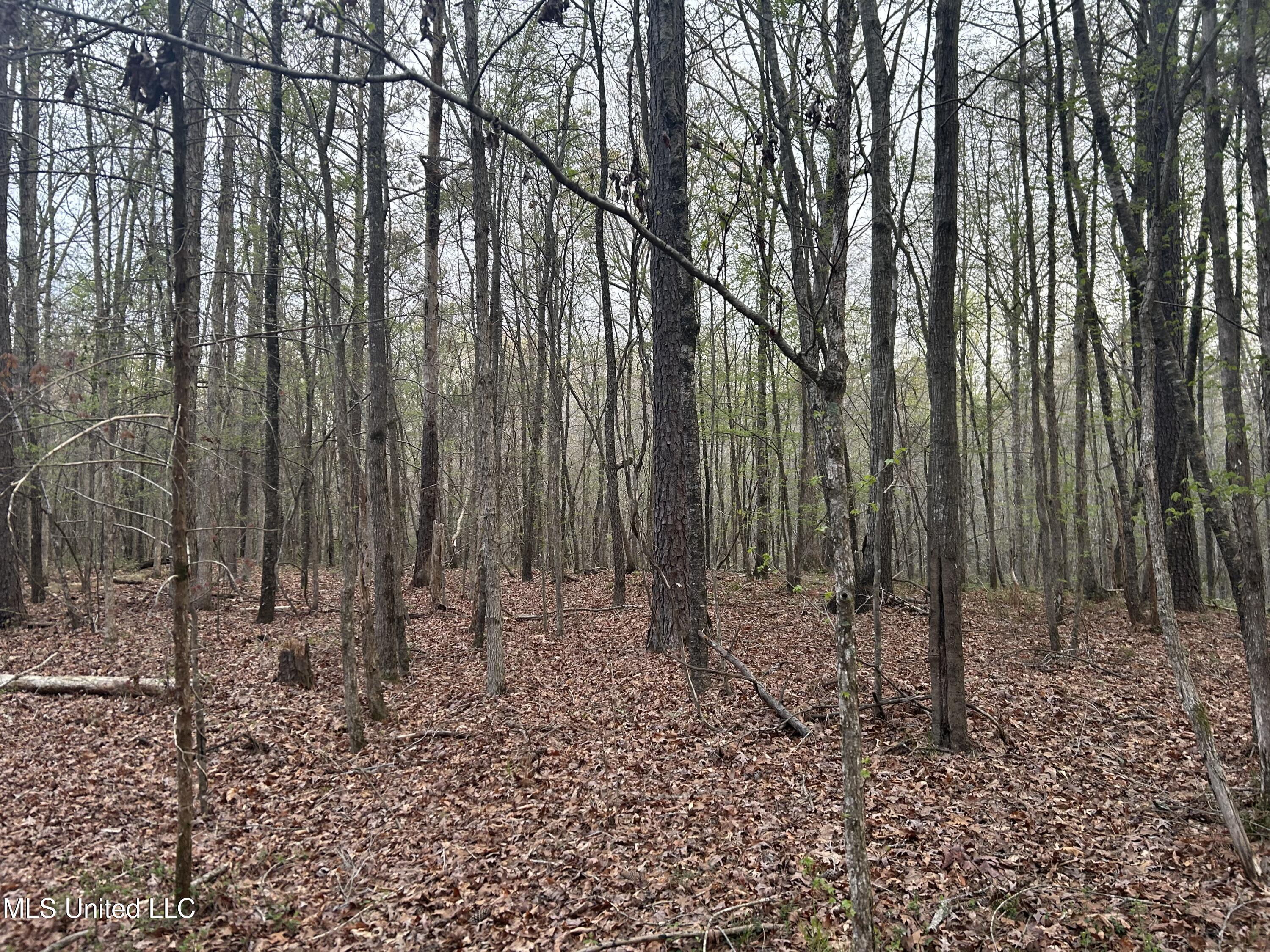 County Road 270, Union, Mississippi image 19