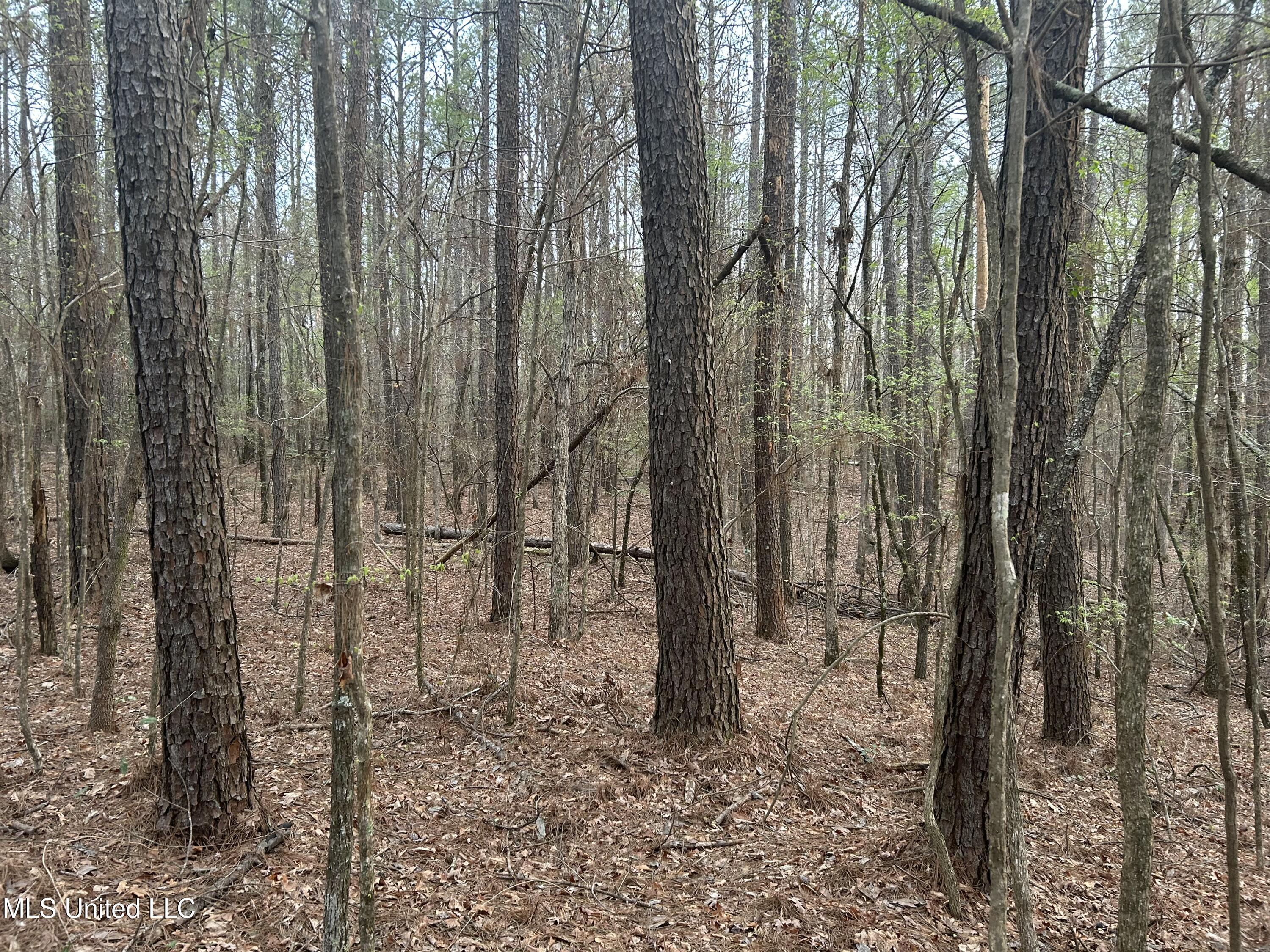 County Road 270, Union, Mississippi image 35
