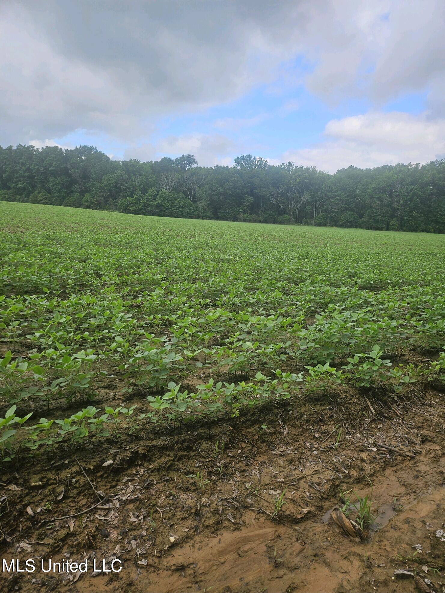 Banks Road Road, Canton, Mississippi image 2