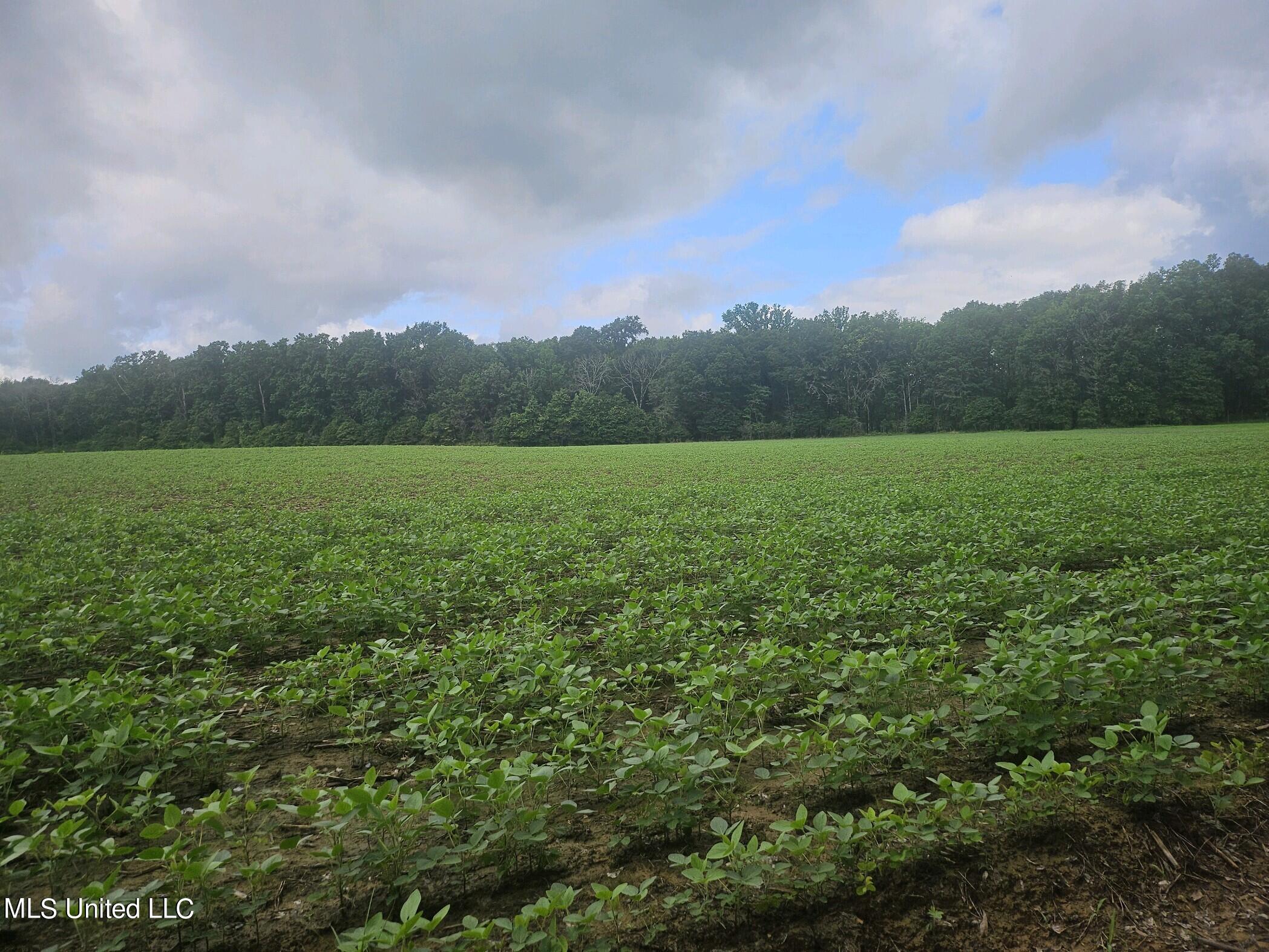 Banks Road Road, Canton, Mississippi image 1