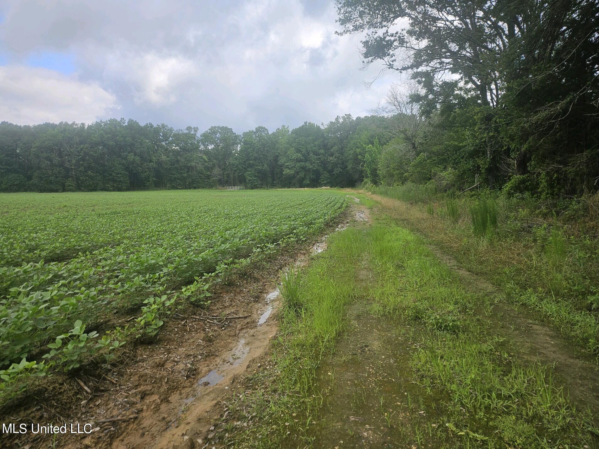 Banks Road Road, Canton, Mississippi image 3