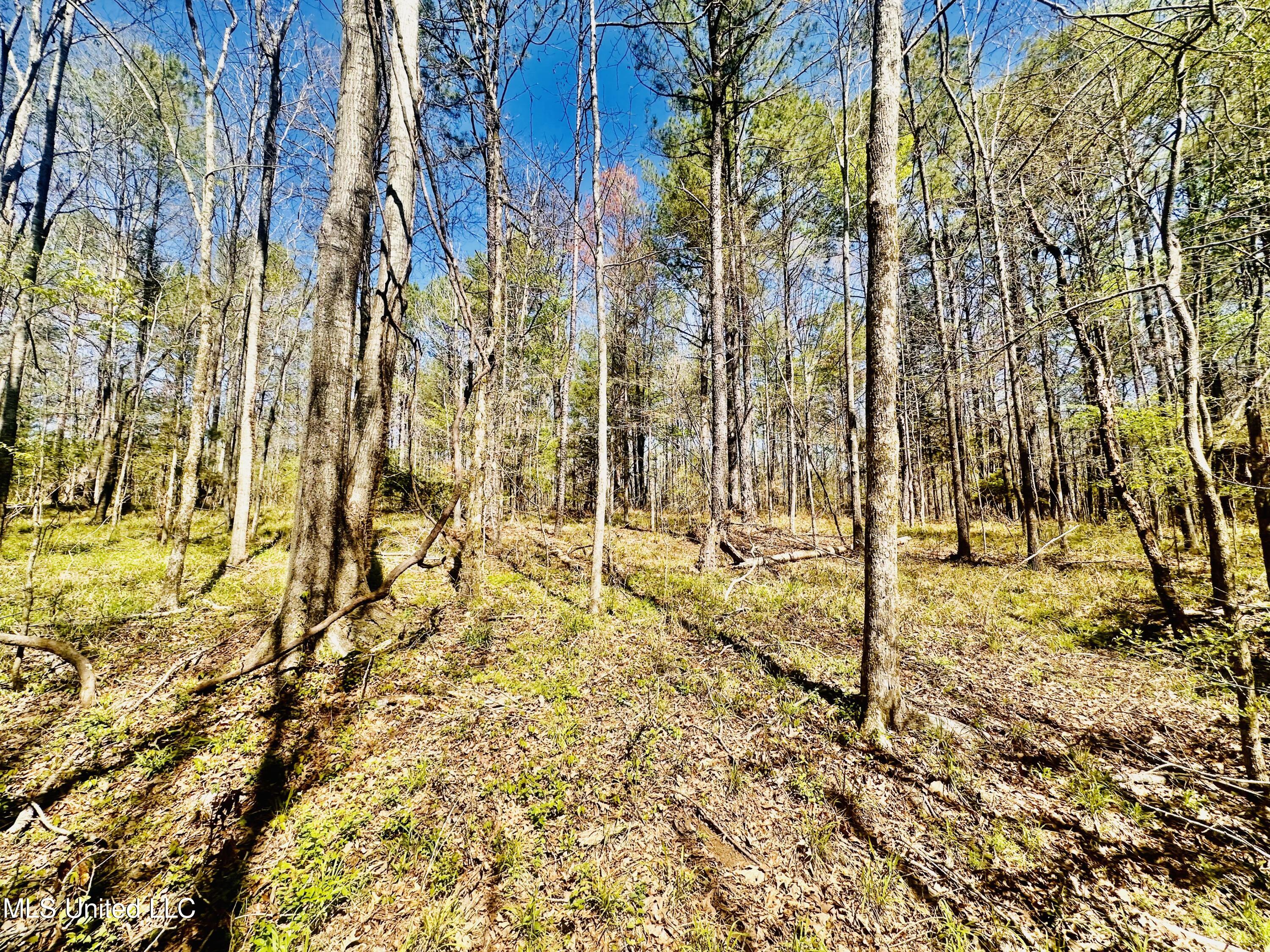 00 Little Rock Road, Crystal Springs, Mississippi image 20