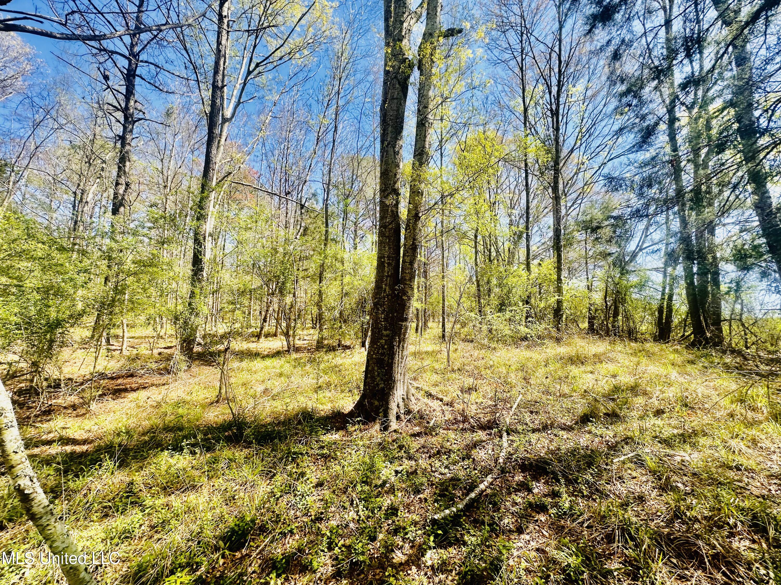 00 Little Rock Road, Crystal Springs, Mississippi image 15