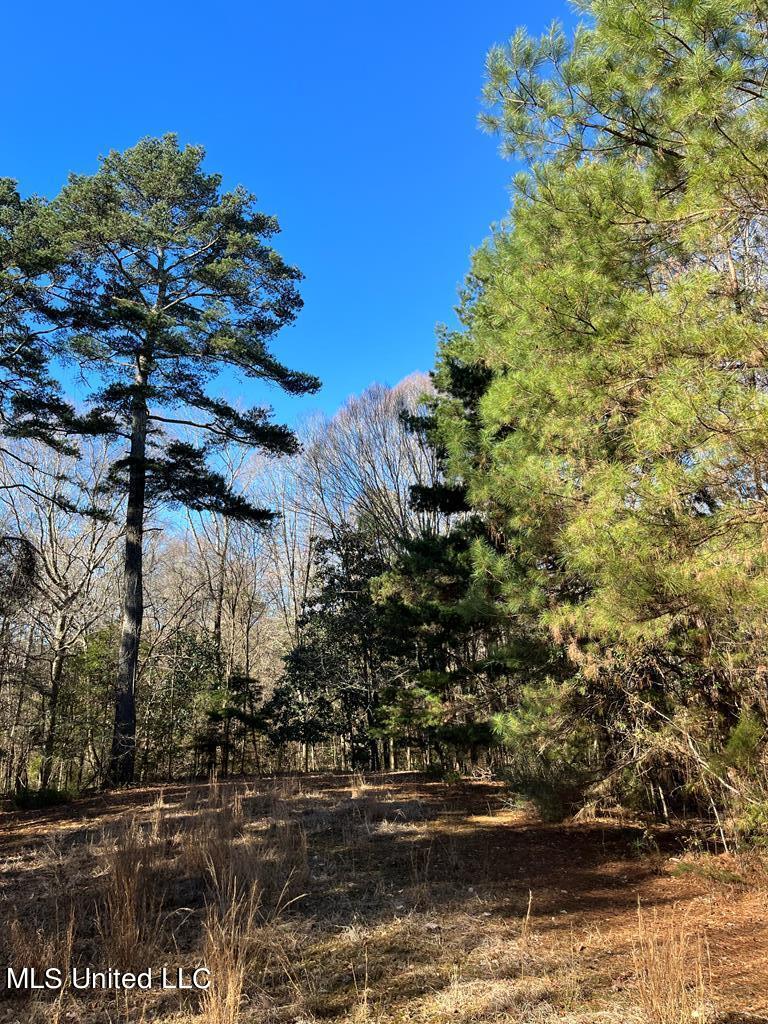 Trask Road, Centreville, Mississippi image 9