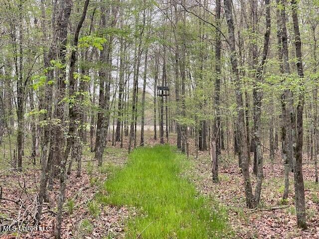 County Road 523, Schlater, Mississippi image 8