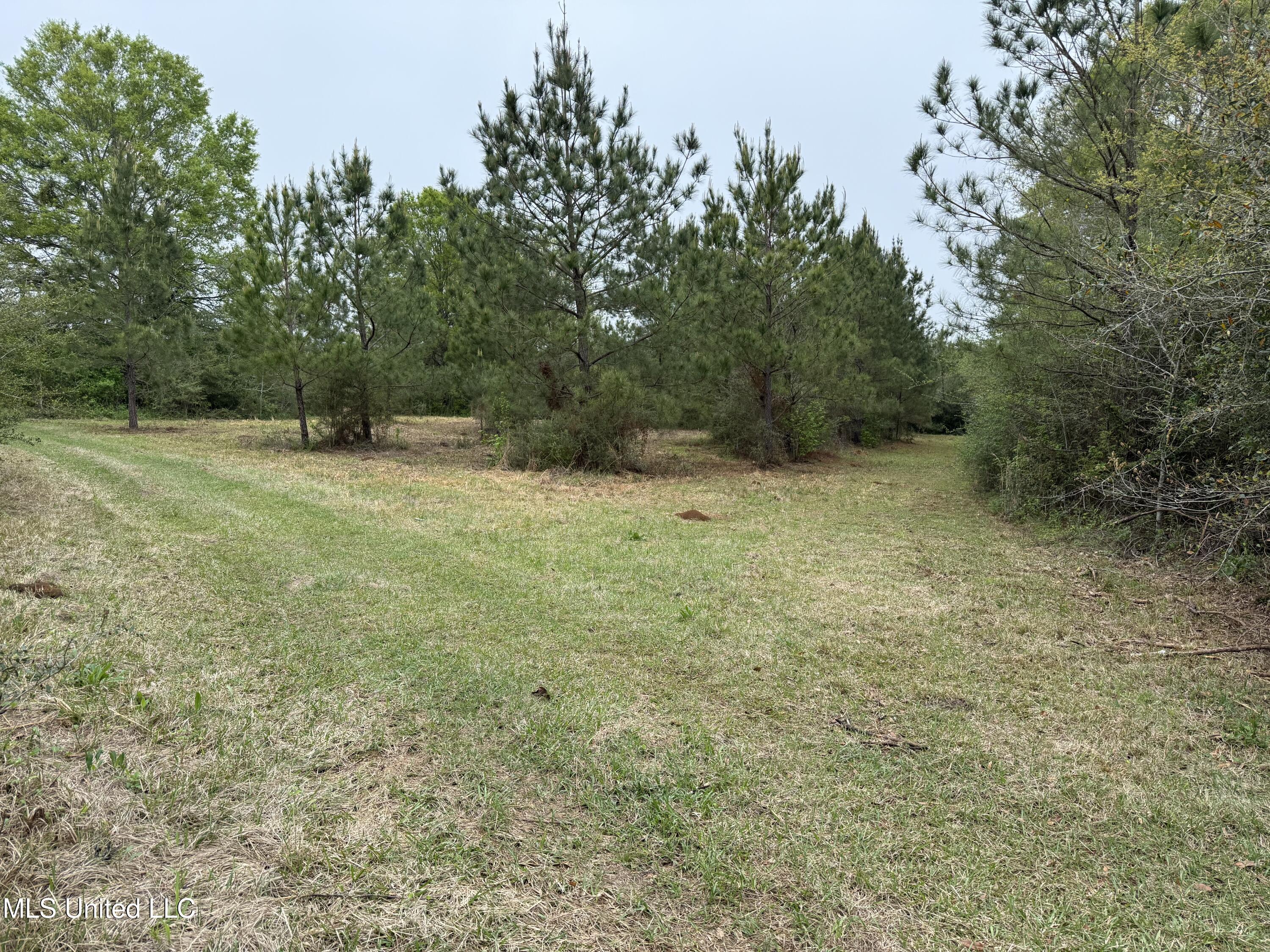 Beartown Road, Jayess, Mississippi image 6