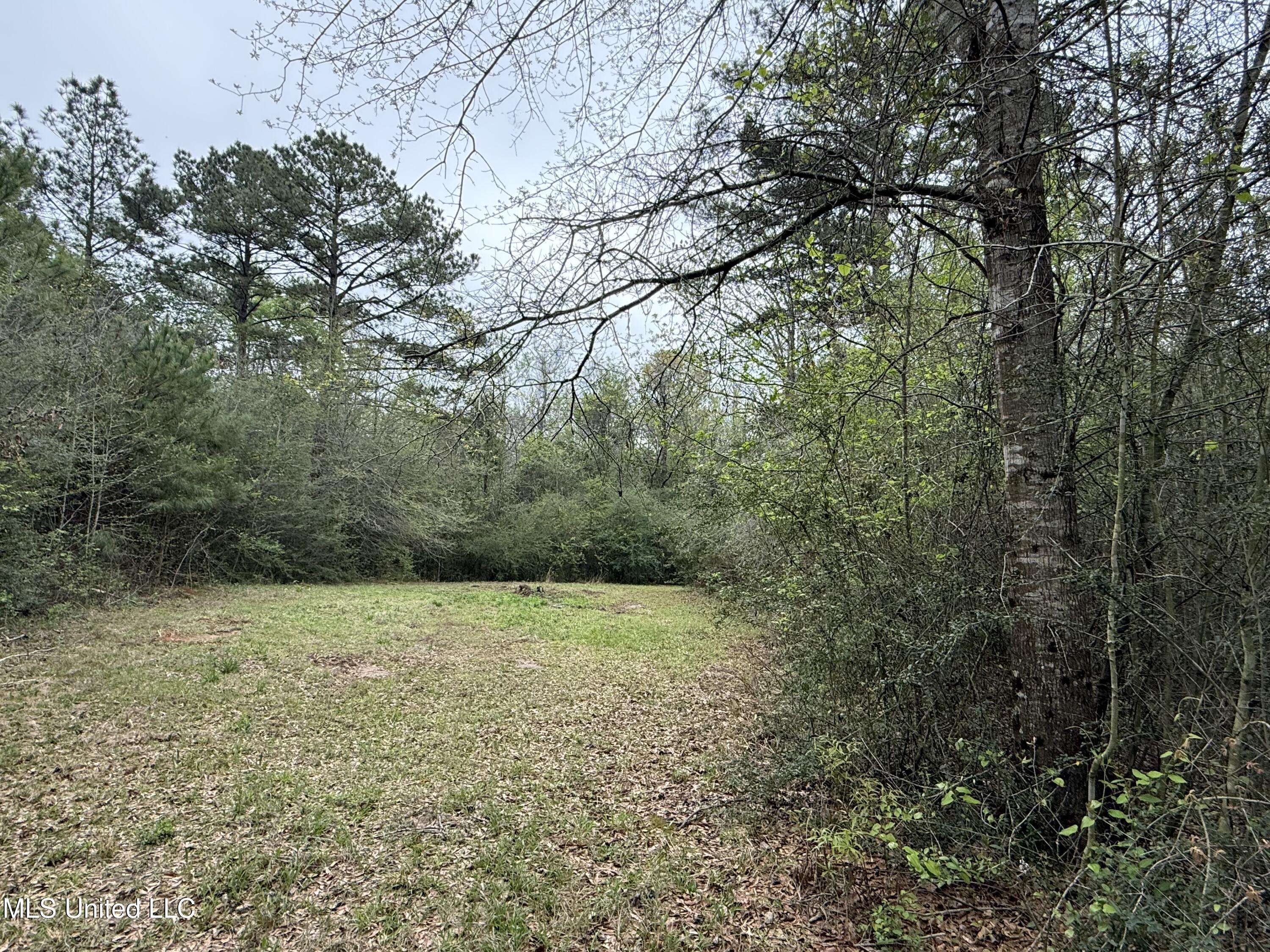 Beartown Road, Jayess, Mississippi image 18