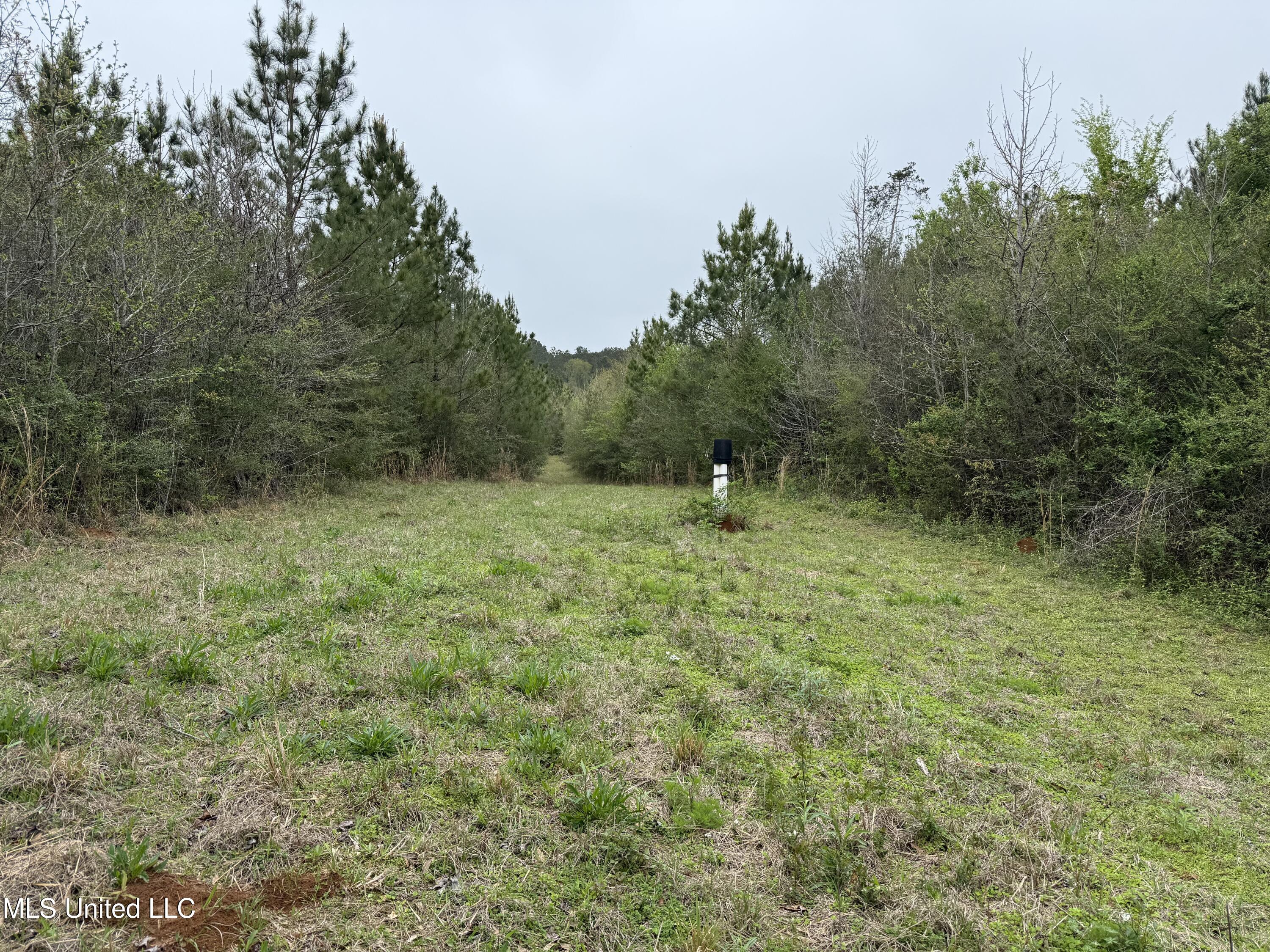 Beartown Road, Jayess, Mississippi image 13