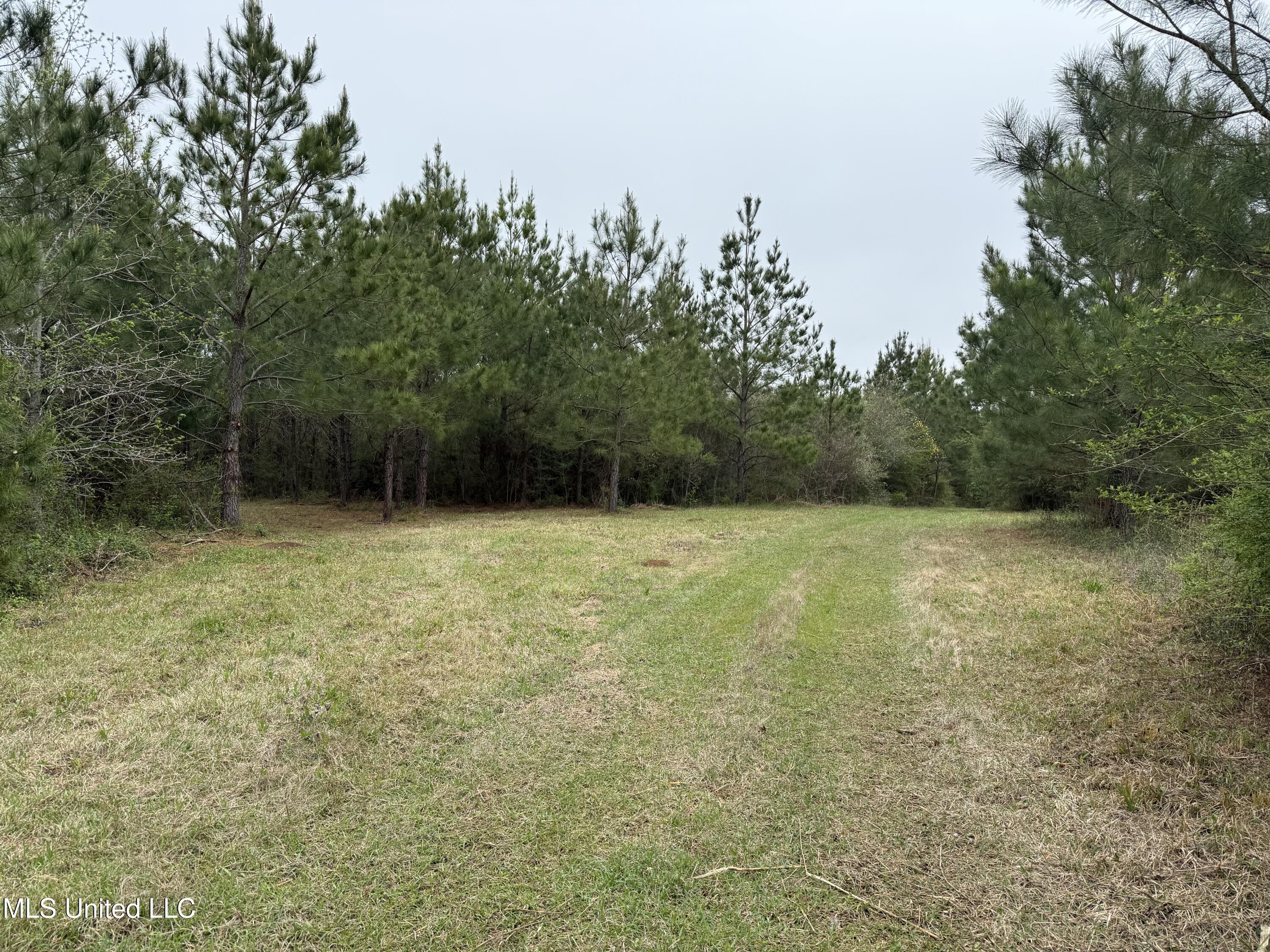 Beartown Road, Jayess, Mississippi image 7