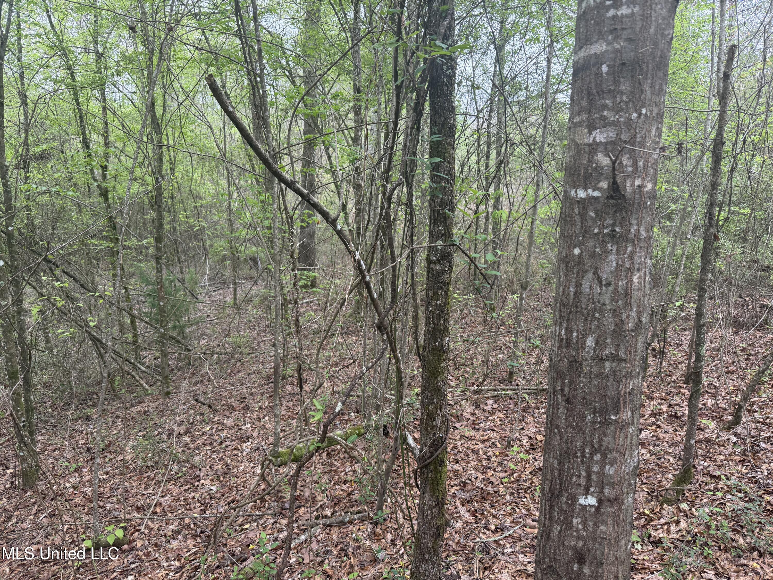 Beartown Road, Jayess, Mississippi image 24