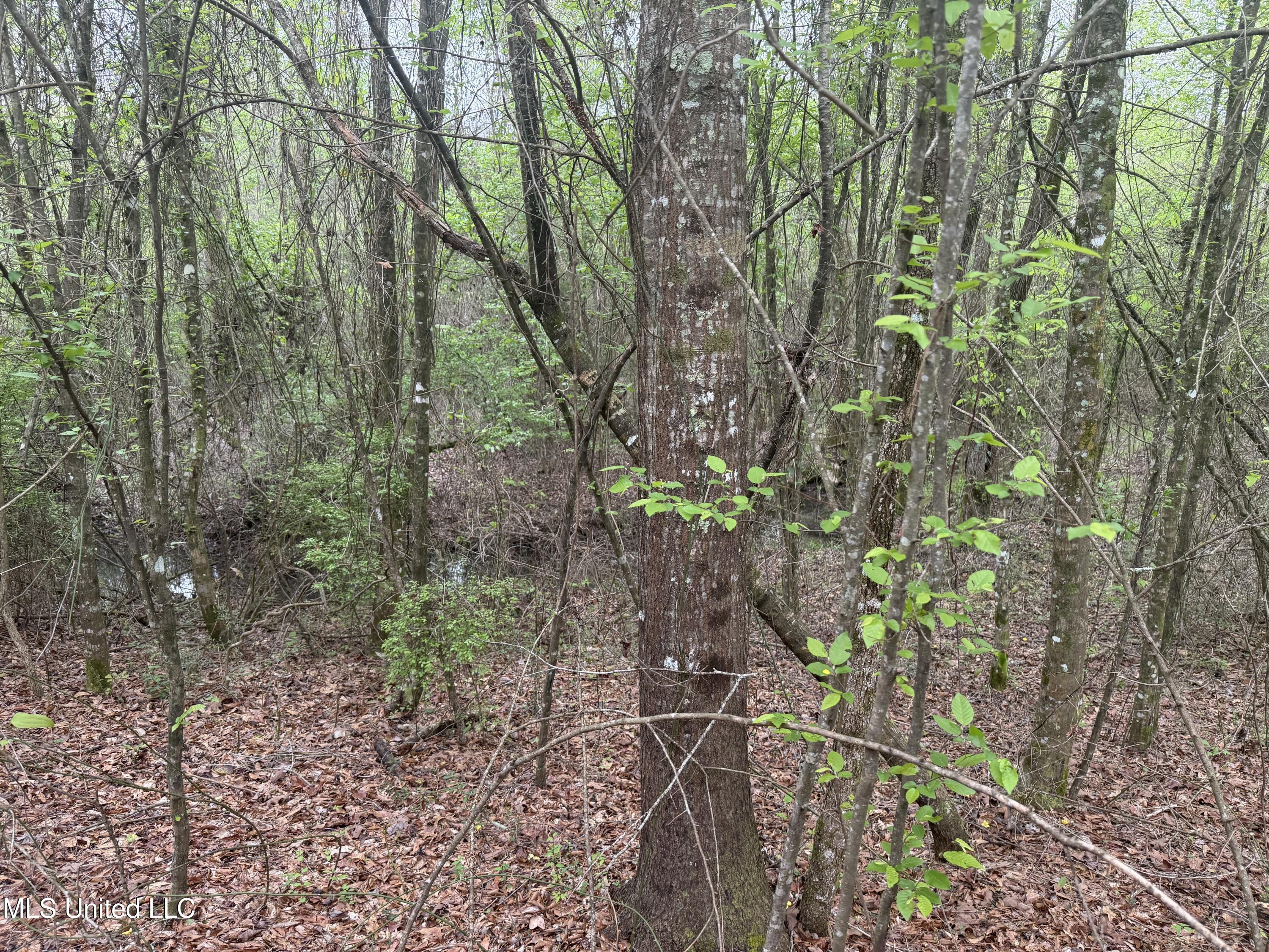 Beartown Road, Jayess, Mississippi image 25