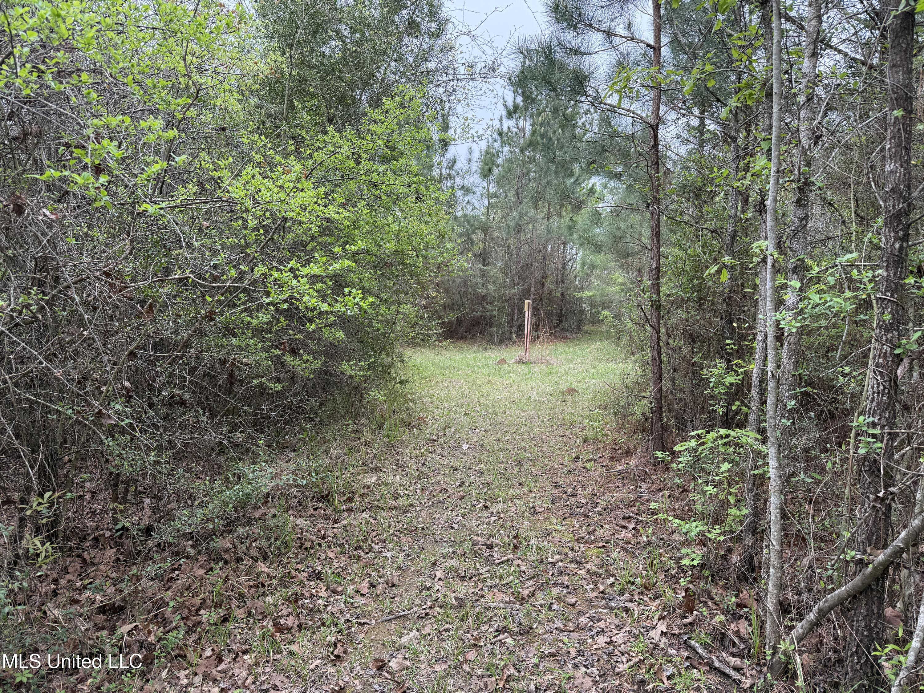 Beartown Road, Jayess, Mississippi image 15