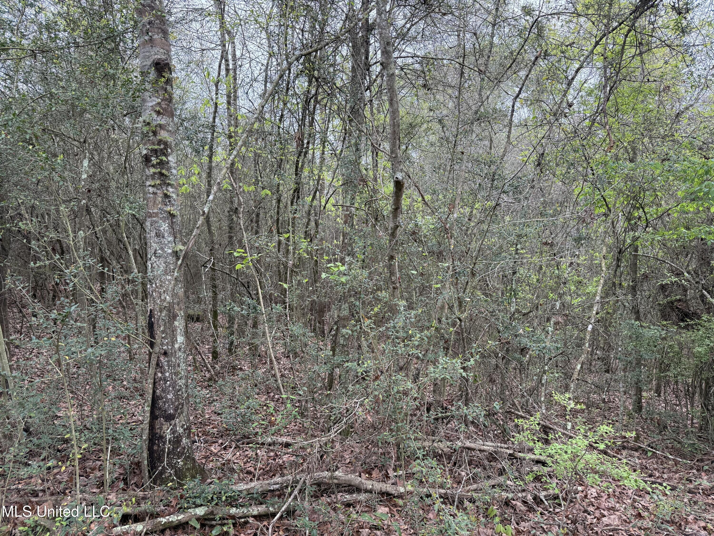 Beartown Road, Jayess, Mississippi image 9