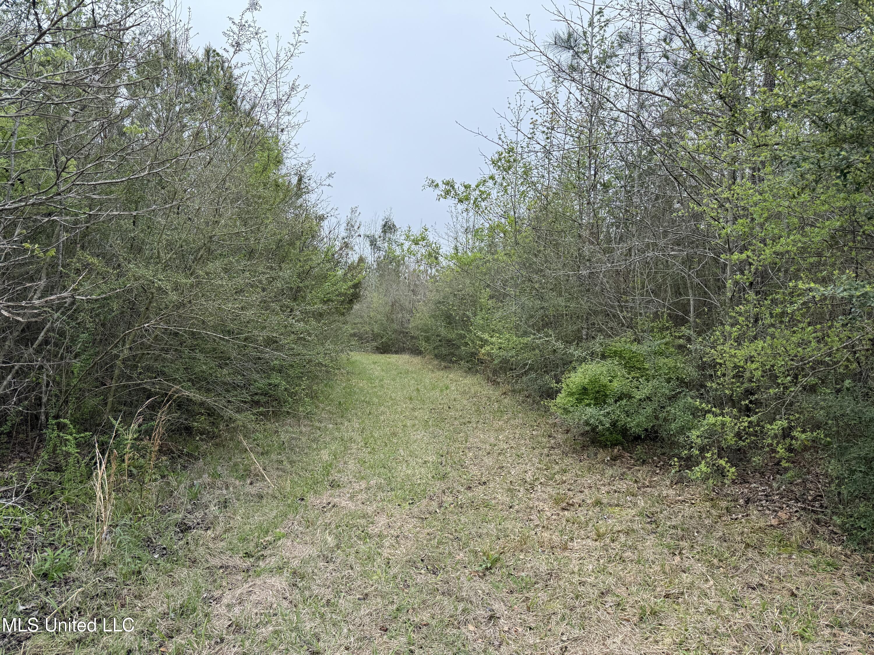 Beartown Road, Jayess, Mississippi image 16
