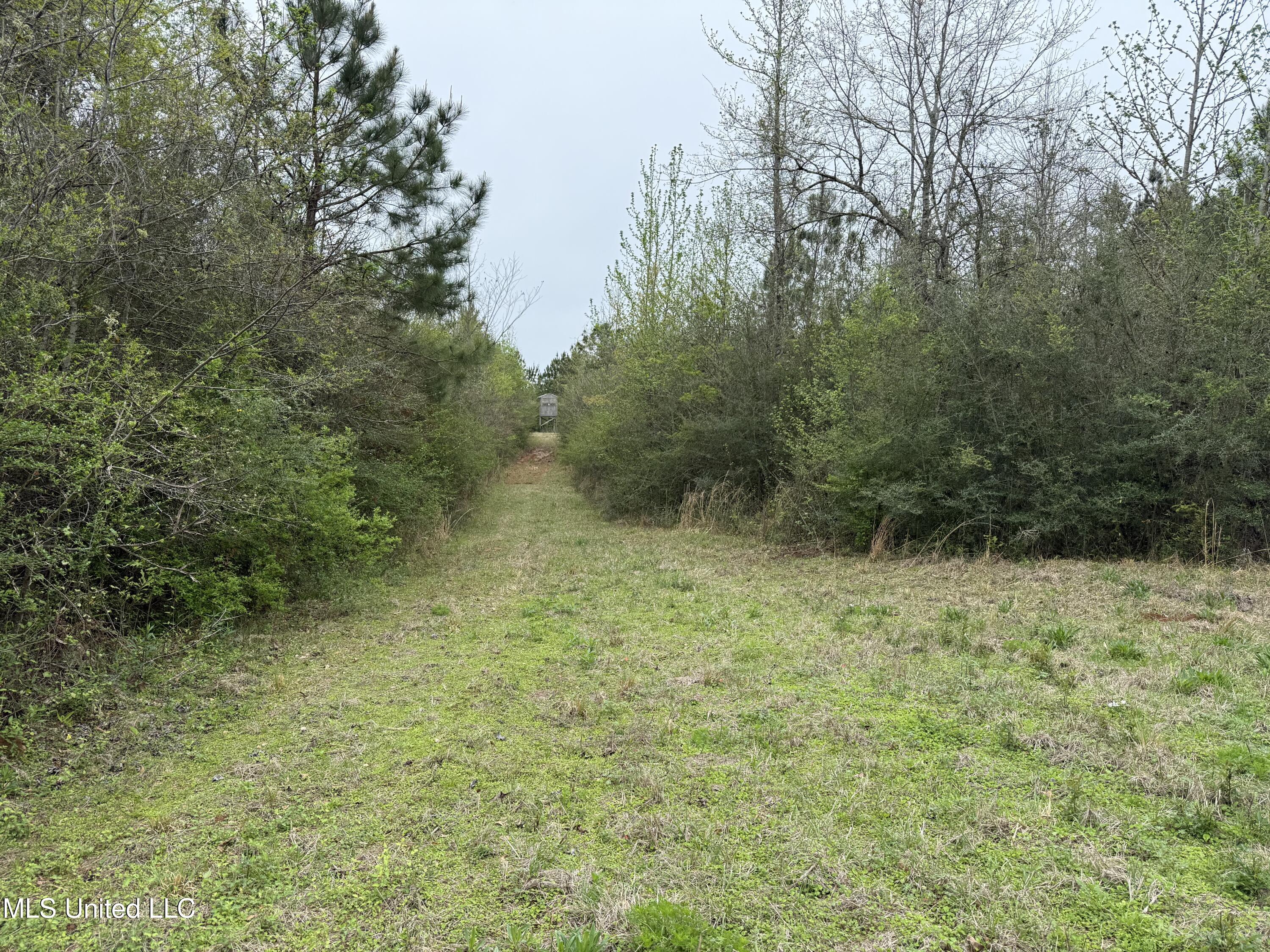 Beartown Road, Jayess, Mississippi image 12