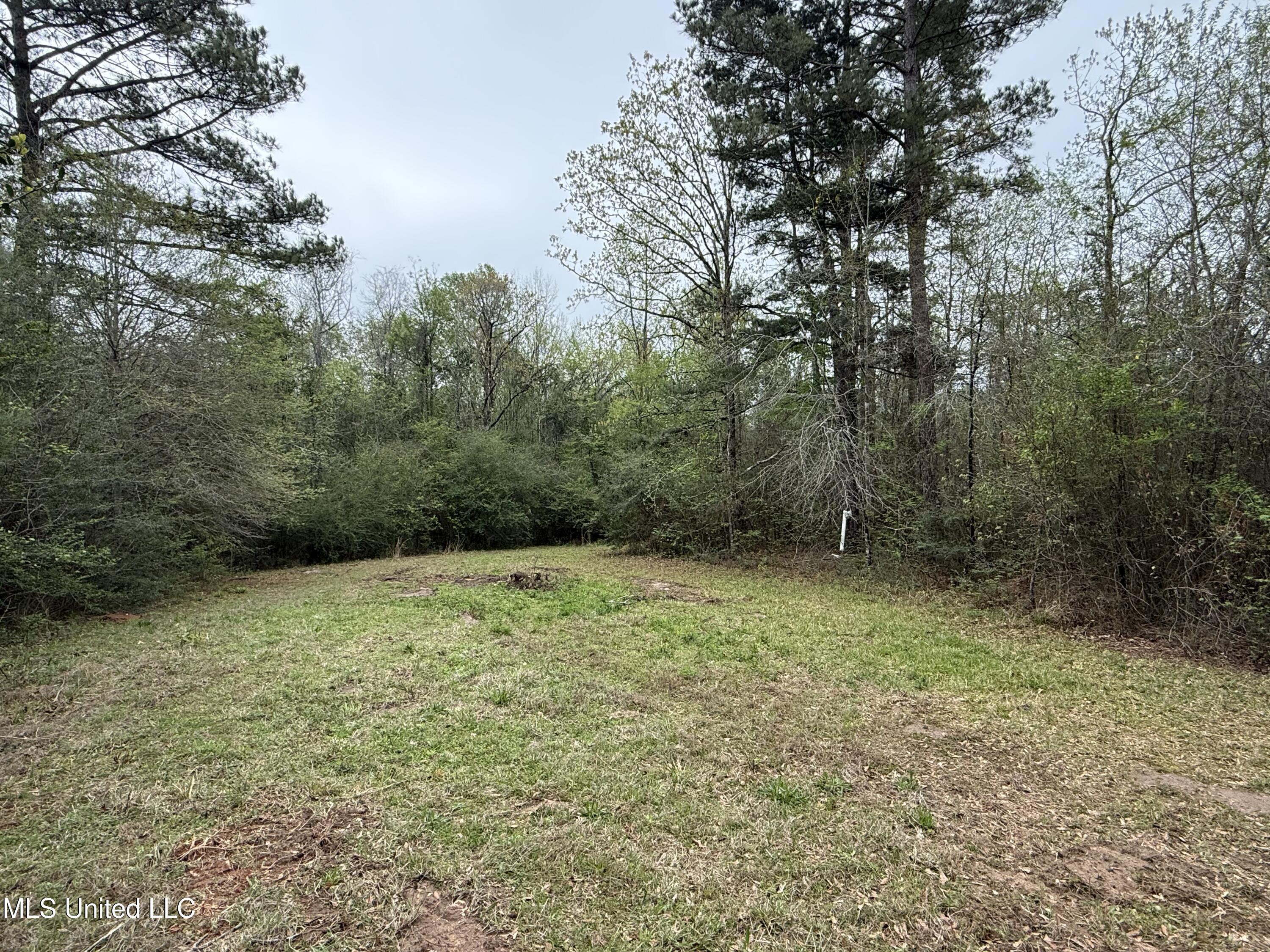 Beartown Road, Jayess, Mississippi image 19