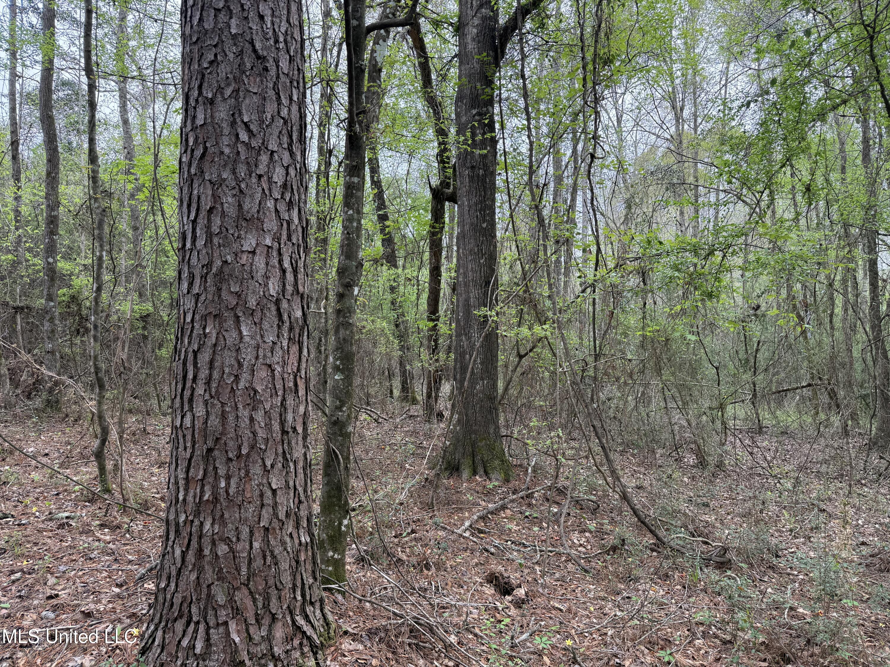 Beartown Road, Jayess, Mississippi image 21