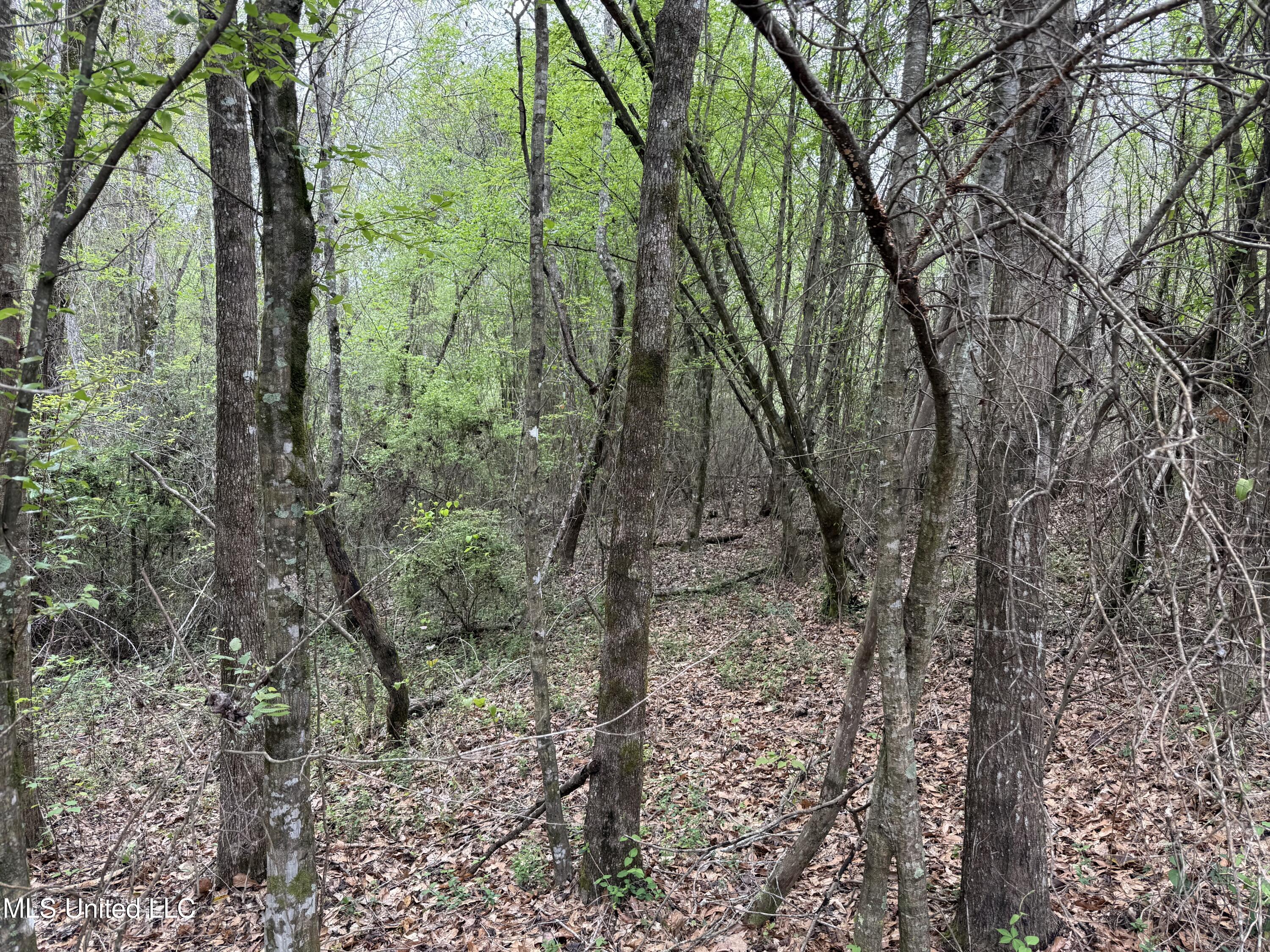 Beartown Road, Jayess, Mississippi image 23