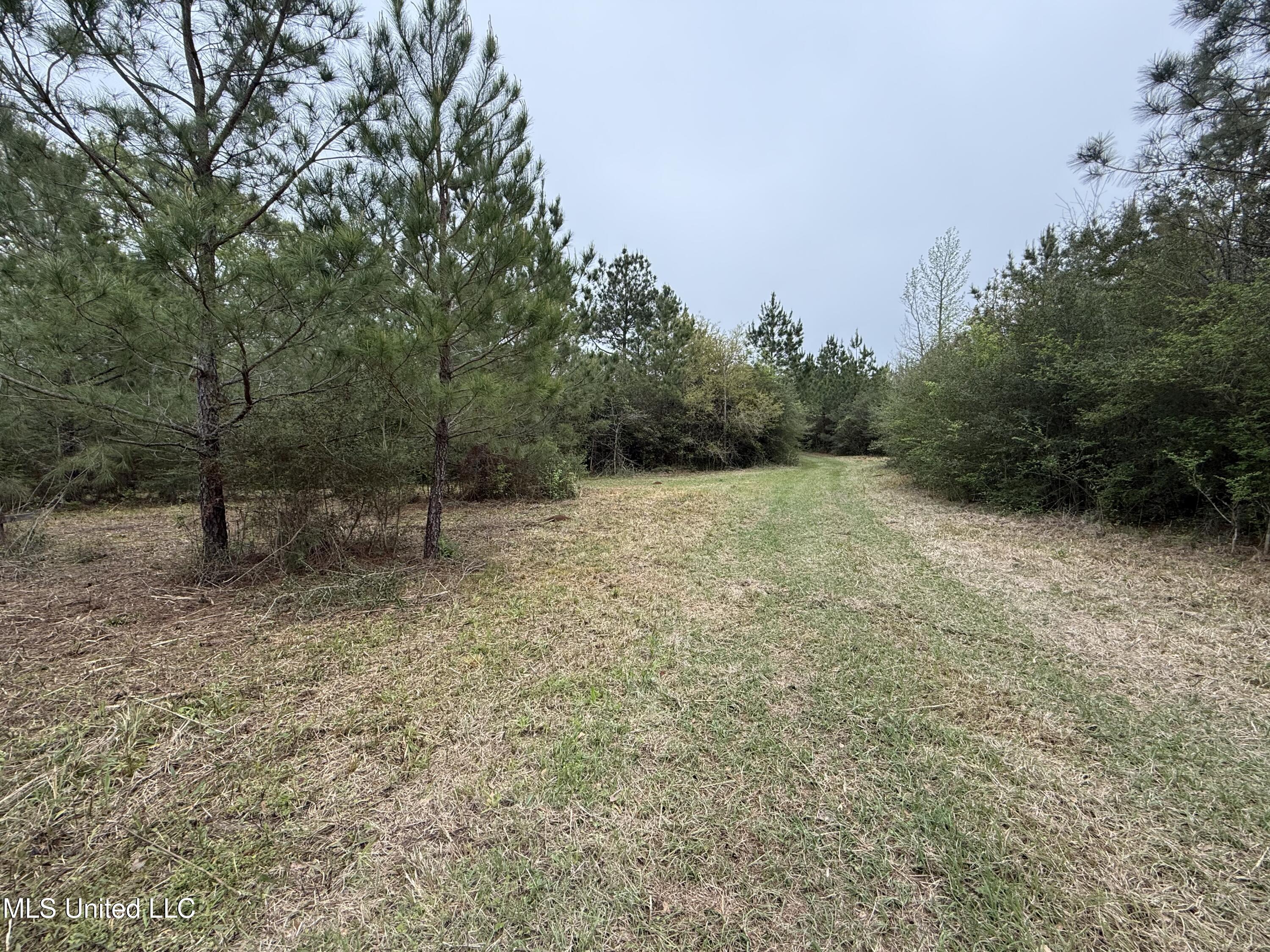 Beartown Road, Jayess, Mississippi image 5