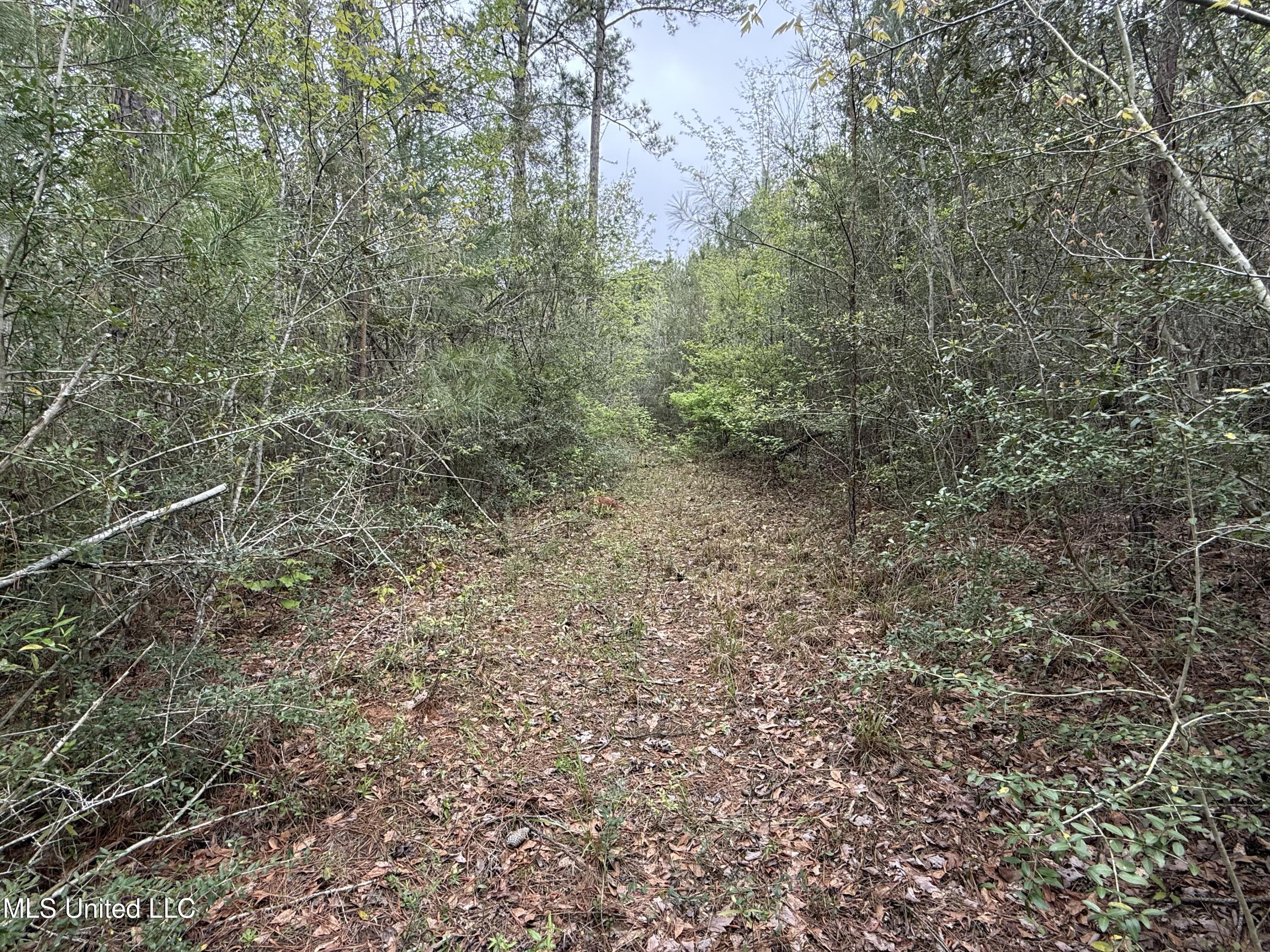 Beartown Road, Jayess, Mississippi image 26