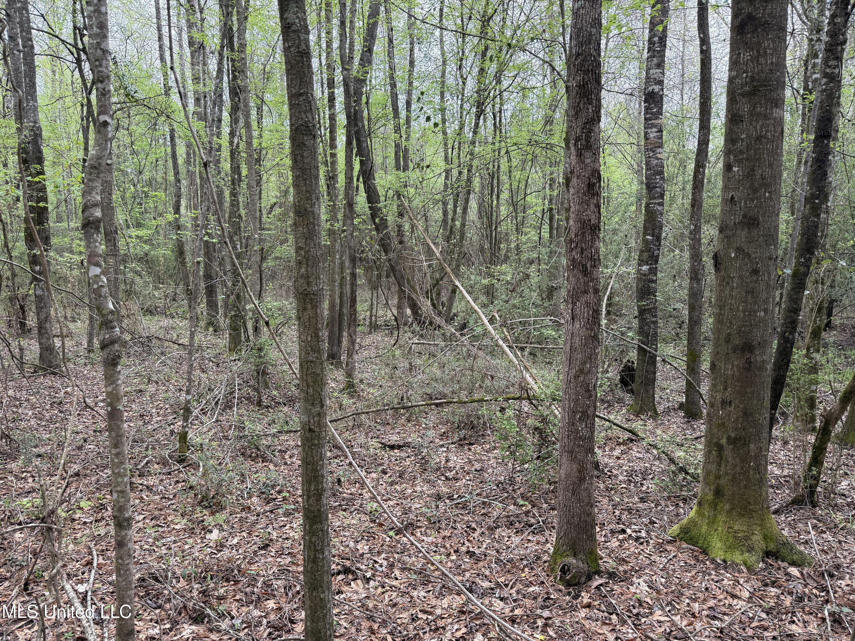 Beartown Road, Jayess, Mississippi image 20