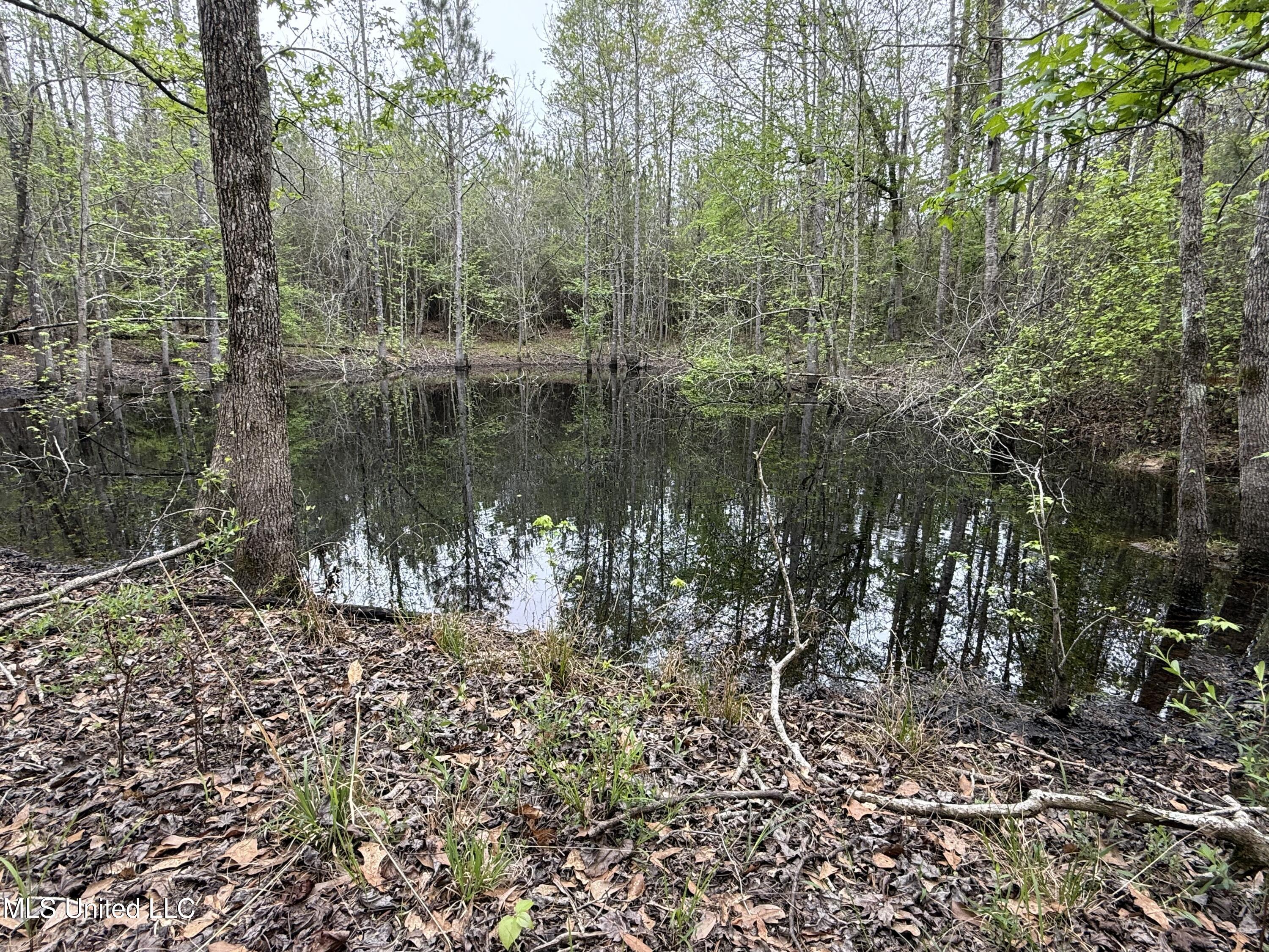 Beartown Road, Jayess, Mississippi image 17