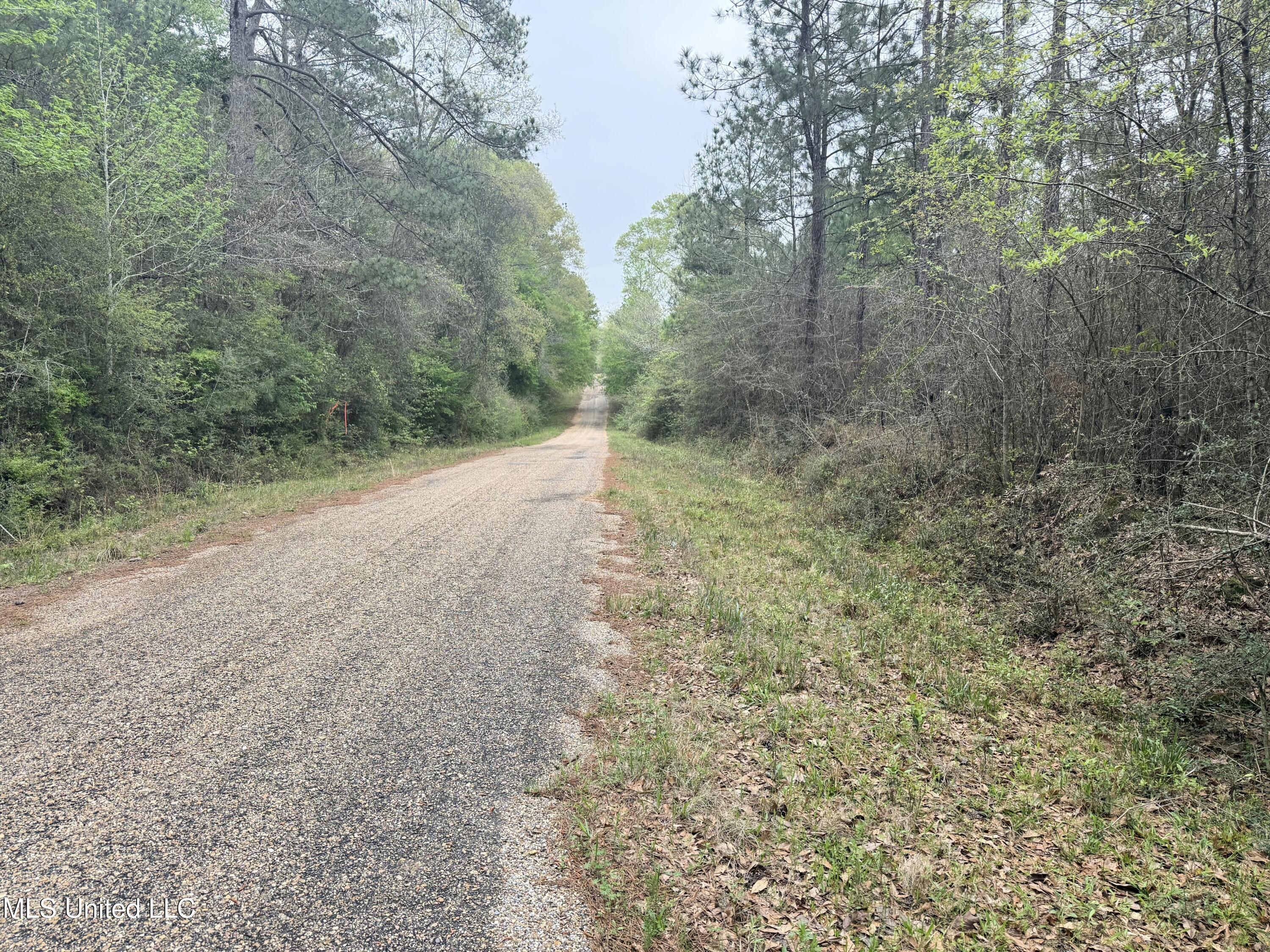 Beartown Road, Jayess, Mississippi image 27