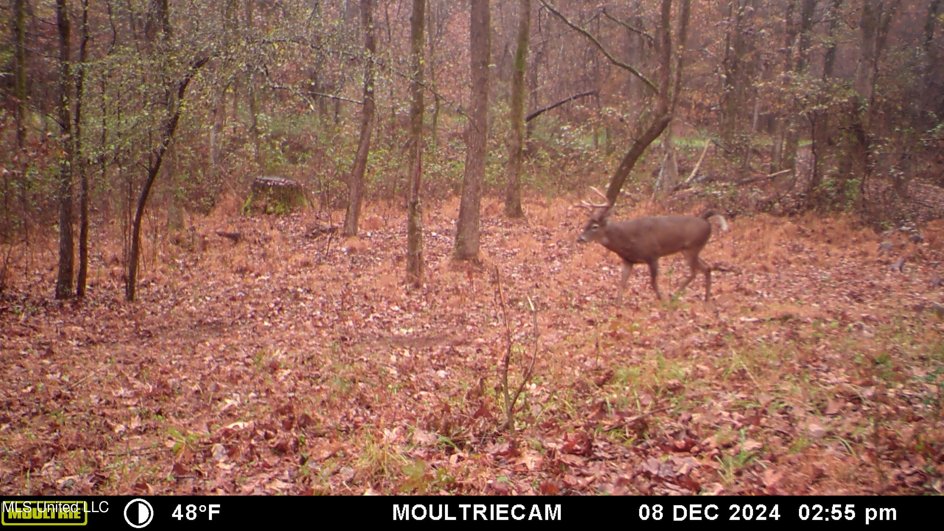 160 Simon Chapel Road, Como, Mississippi image 11