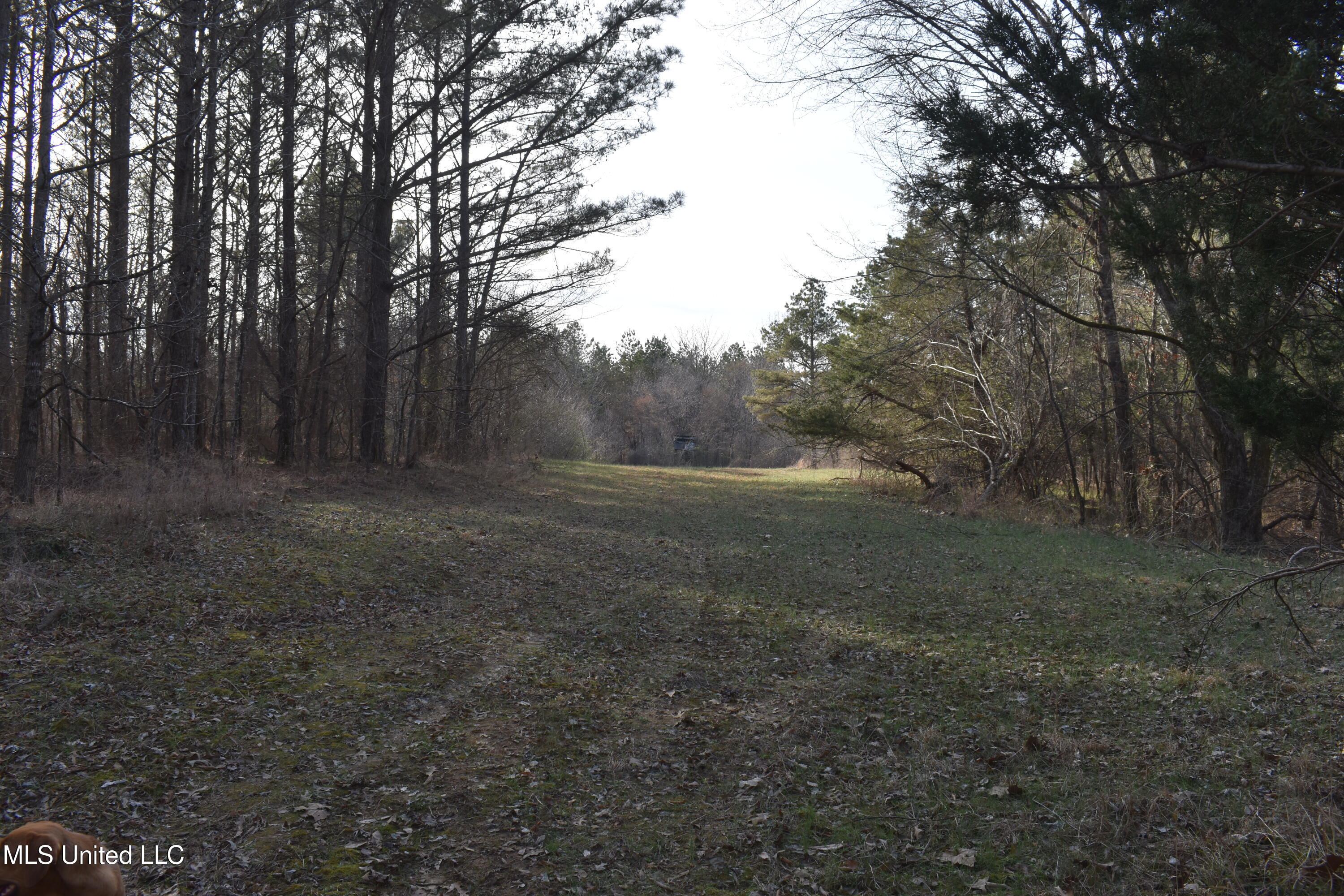 160 Simon Chapel Road, Como, Mississippi image 46