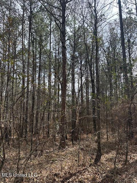Cauthen Road, Camden, Mississippi image 4