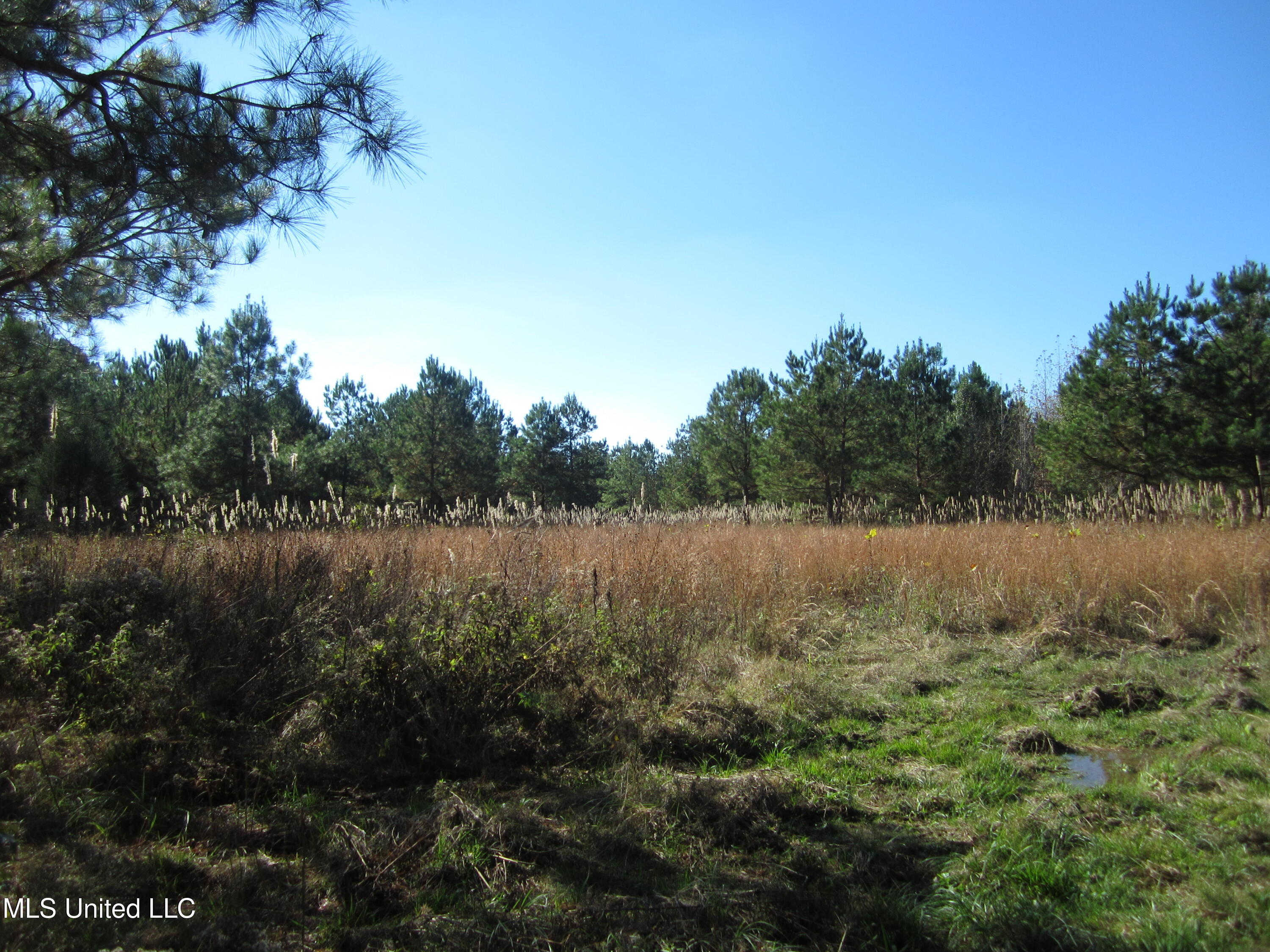 Cr 312, Walnut, Mississippi image 12