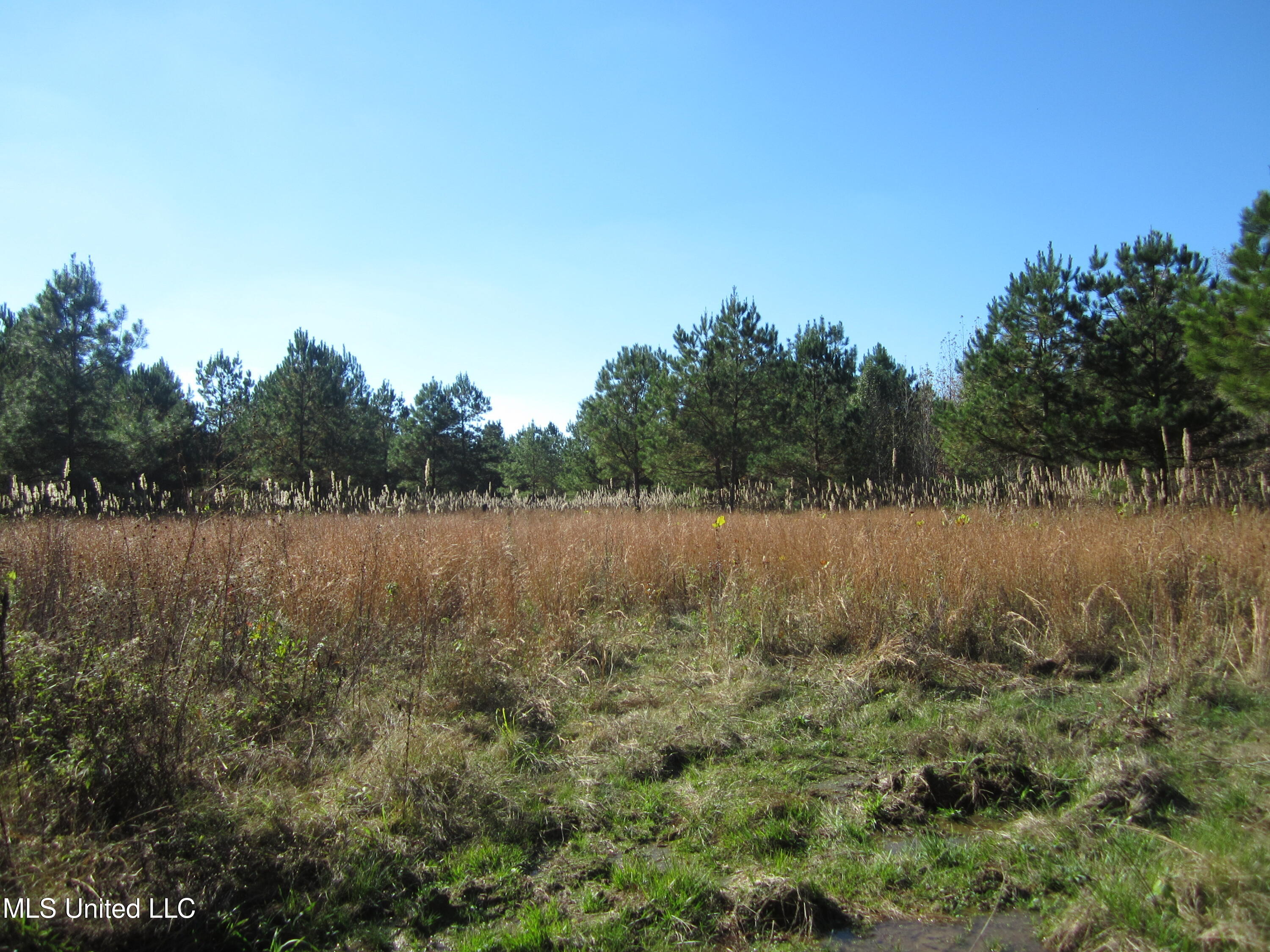 Cr 312, Walnut, Mississippi image 13