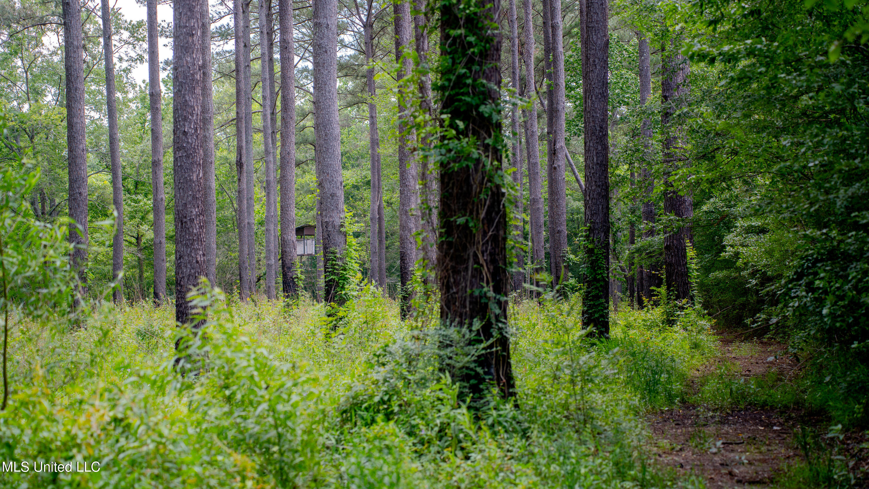 0000 Pleasant Ridge Road, Hickory, Mississippi image 8