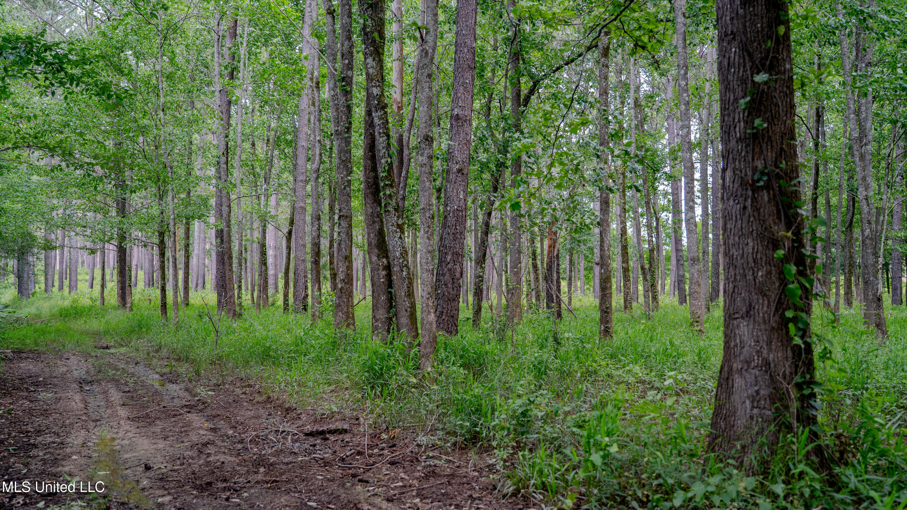 0000 Pleasant Ridge Road, Hickory, Mississippi image 13