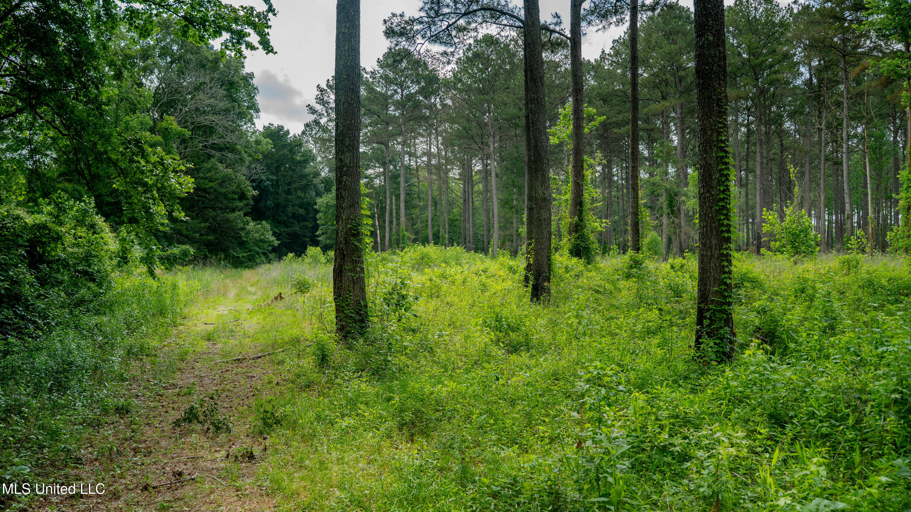 0000 Pleasant Ridge Road, Hickory, Mississippi image 3
