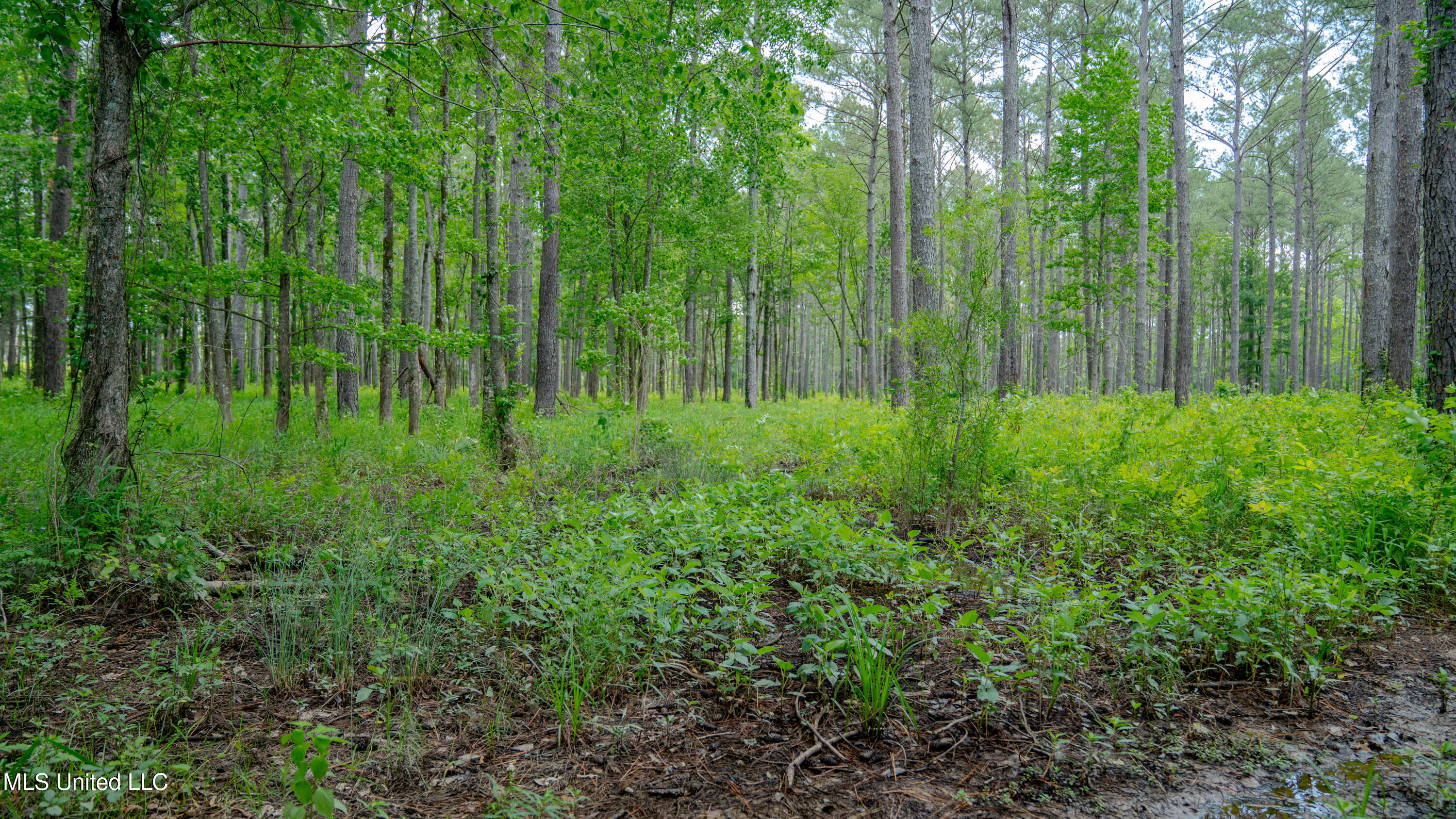 0000 Pleasant Ridge Road, Hickory, Mississippi image 38